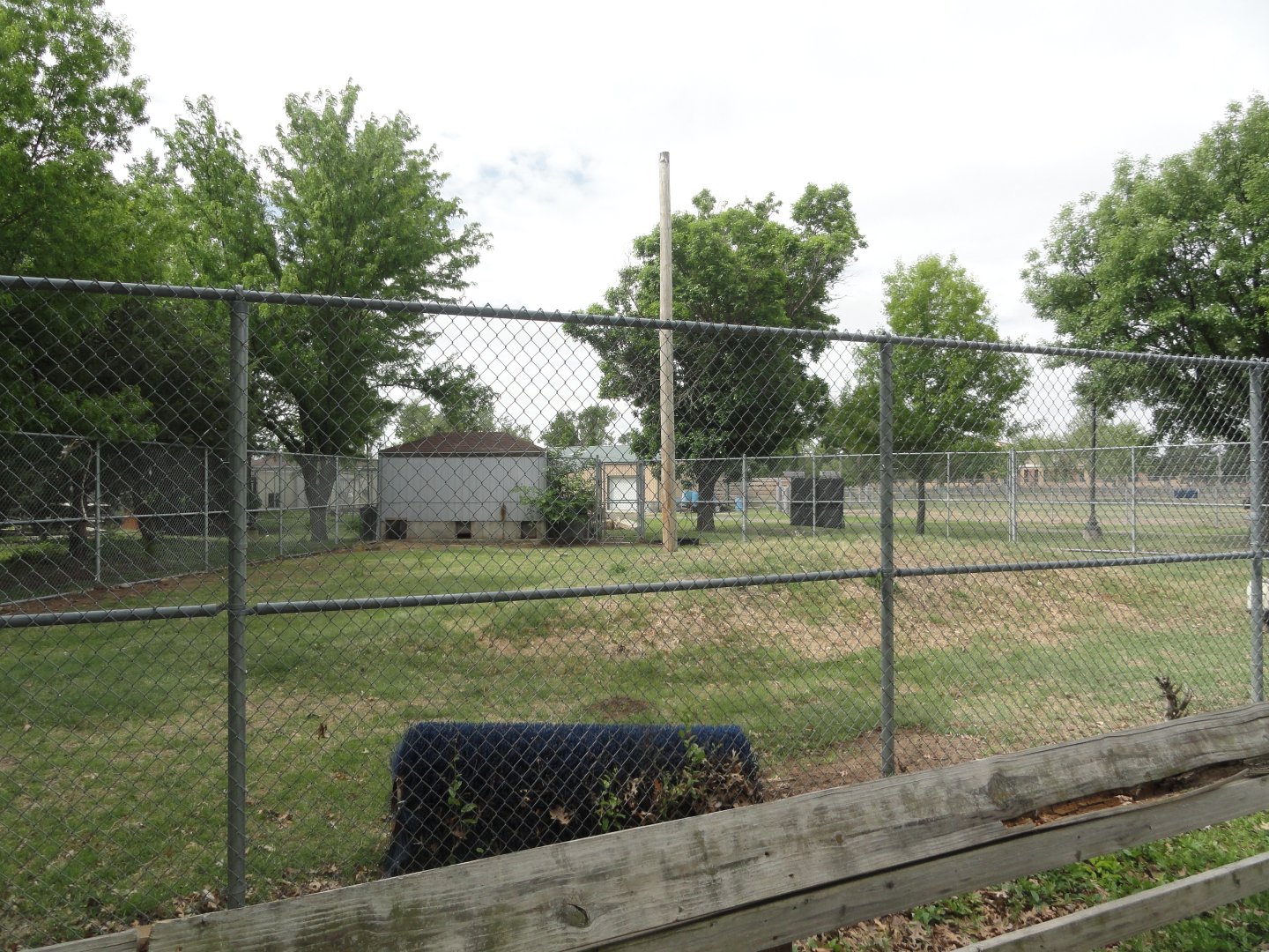 Miniature Pig, Silkie Chicken, Barred Plymouth Rock Chicken Exhibit