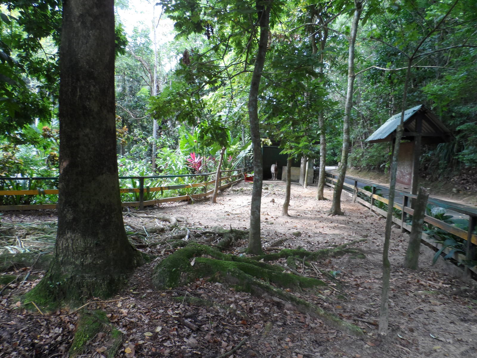 Miniature Pony Exhibit