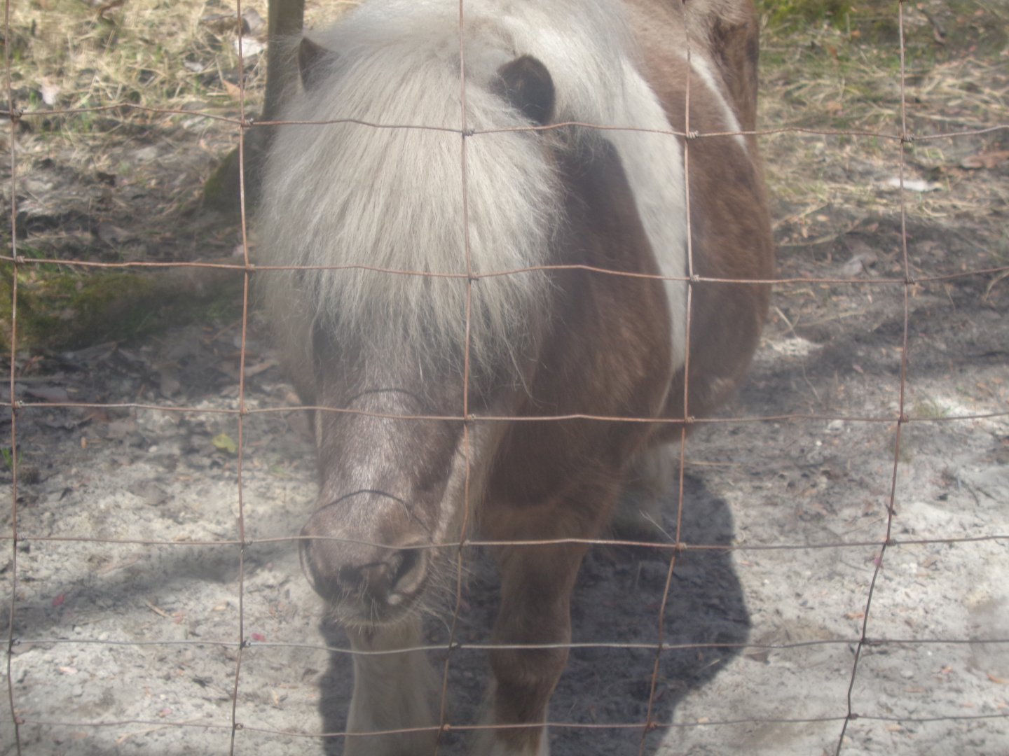 Miniature pony