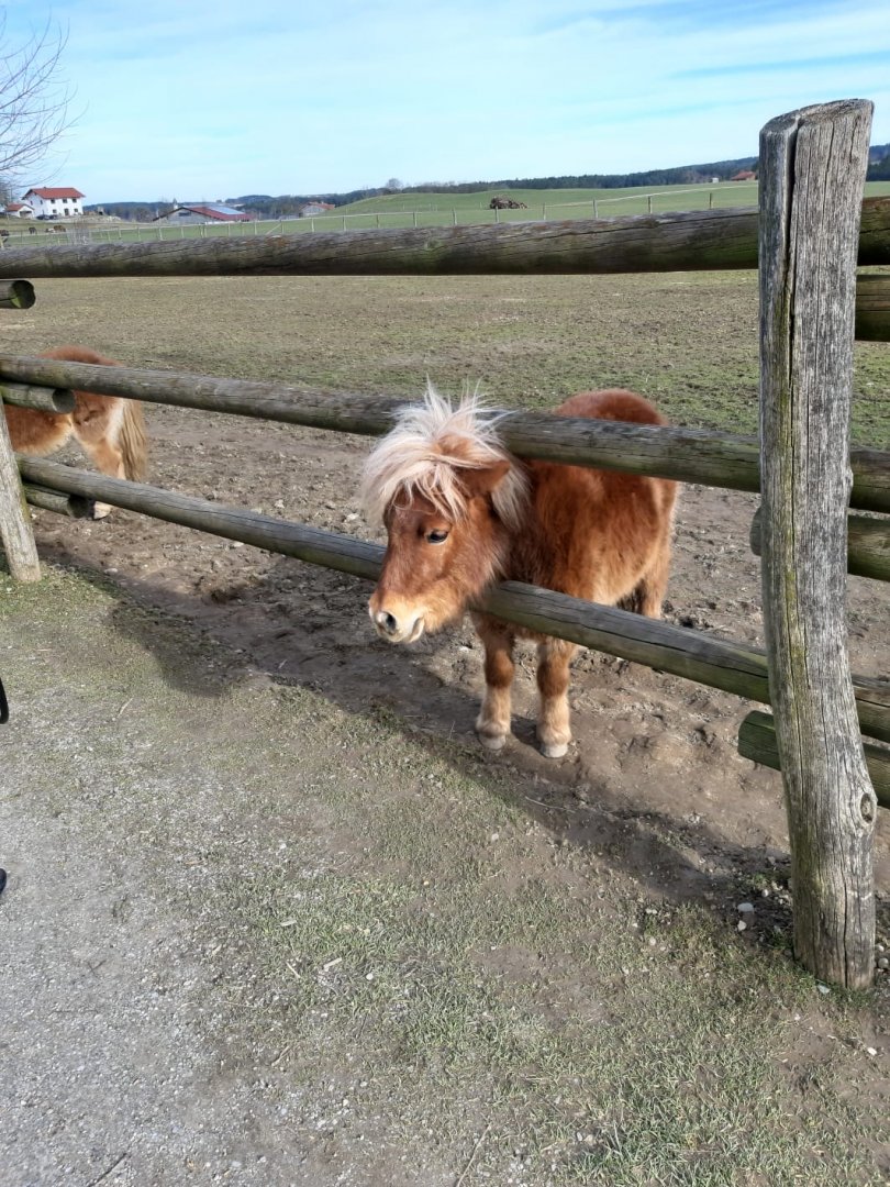 Miniature pony