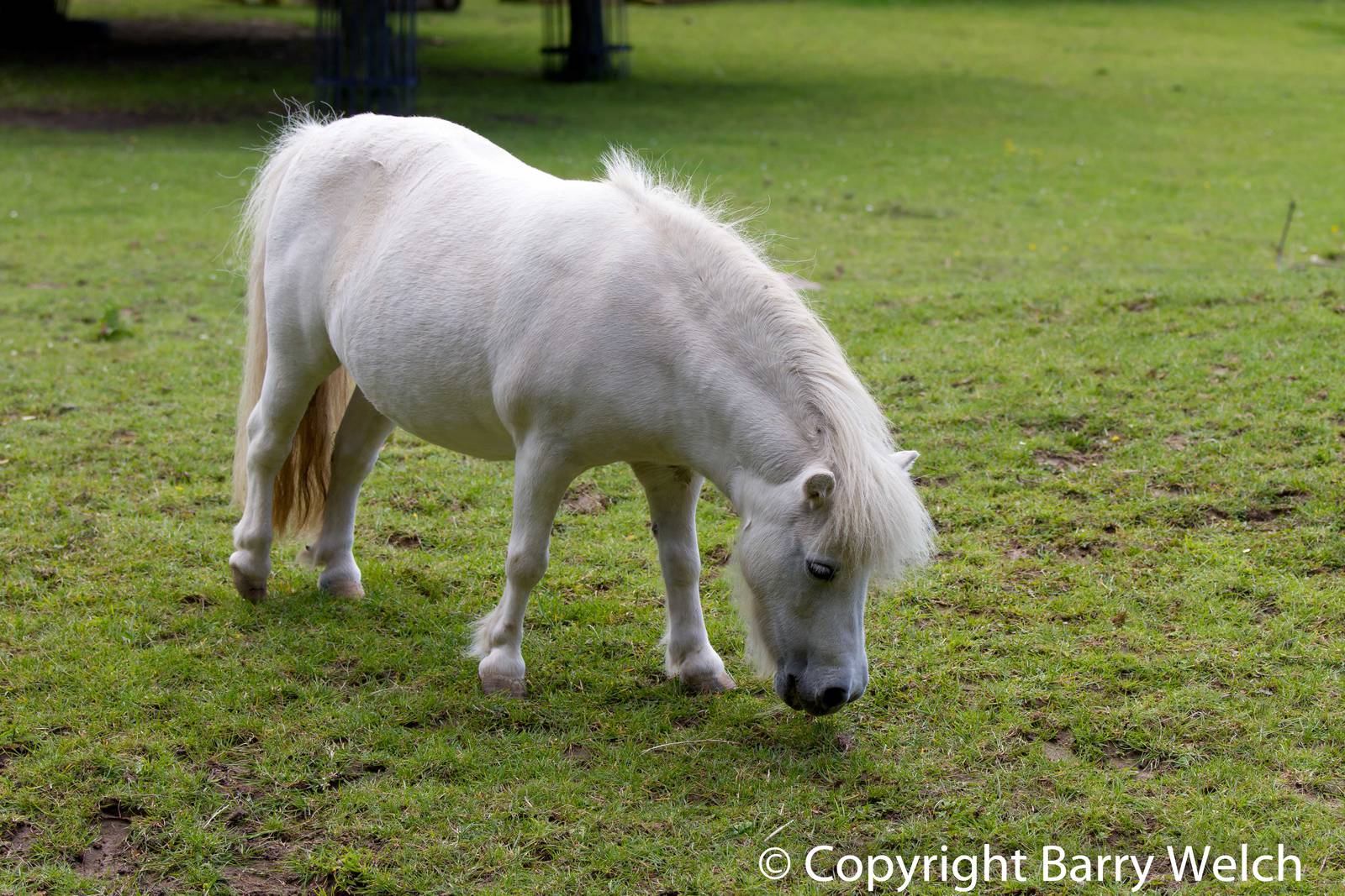 Miniature Shetland Pony