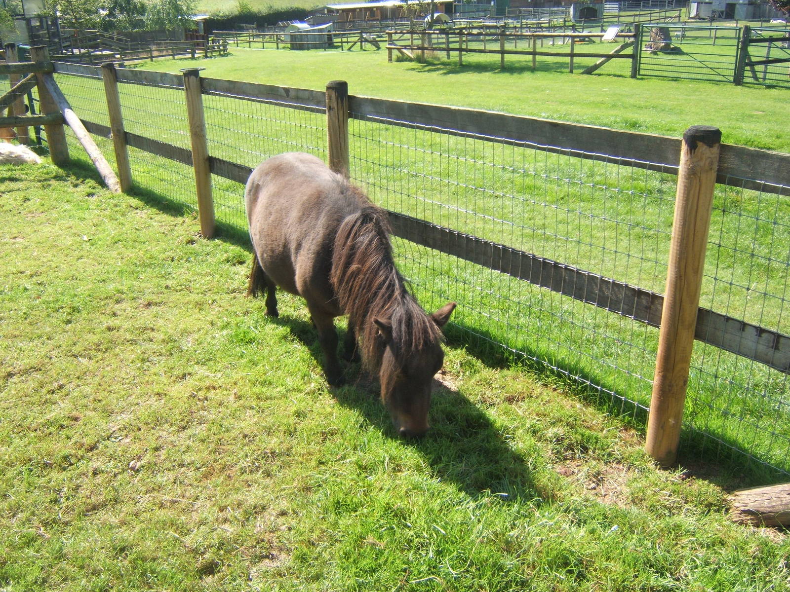 Miniature Shetland Pony