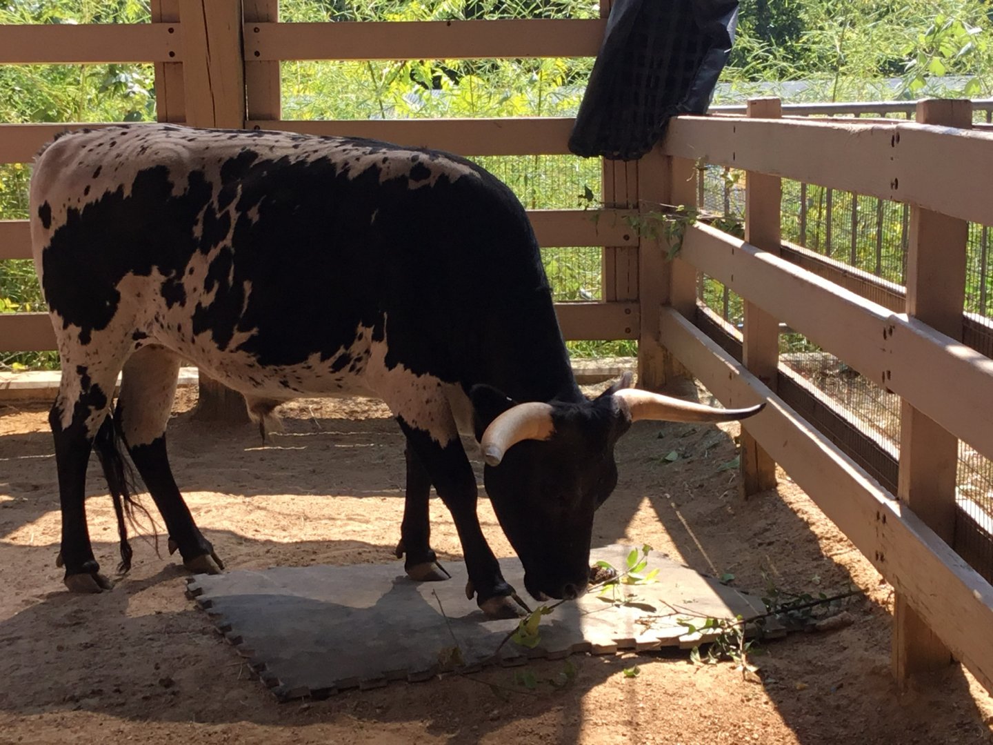 Miniature Texas Longhorn (Bos Taurus)