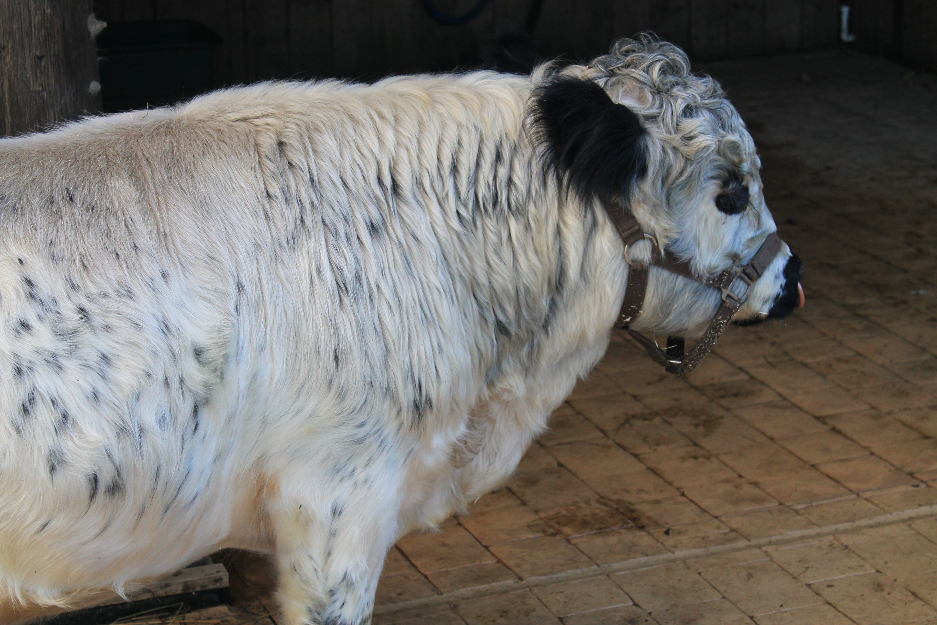 Miniature White Galloway