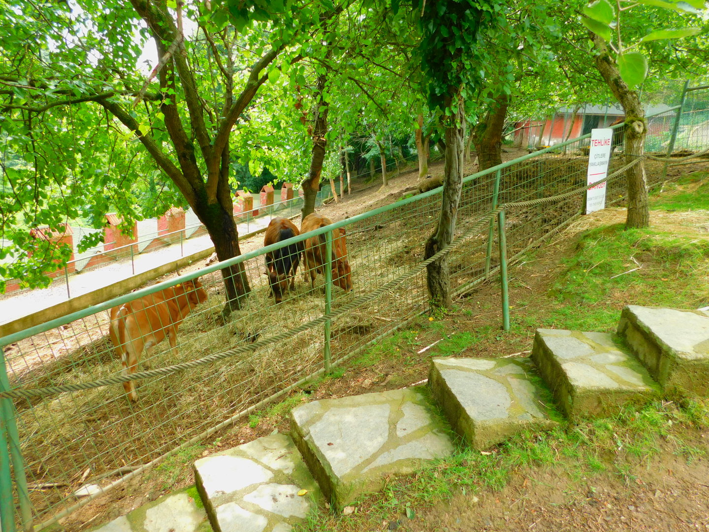 Miniature Zebu (?) Enclosure