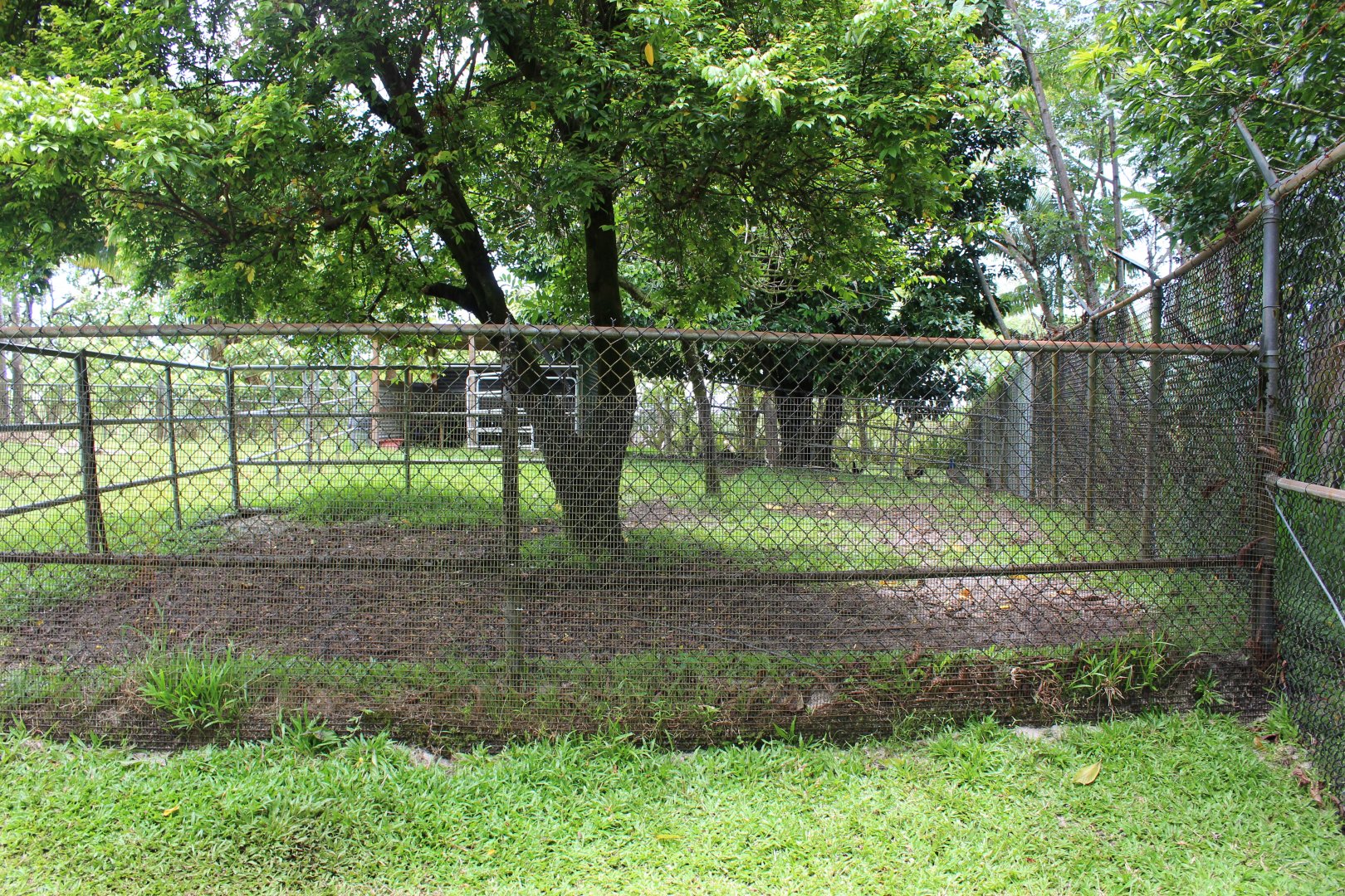 Miniature Zebu Exhibit