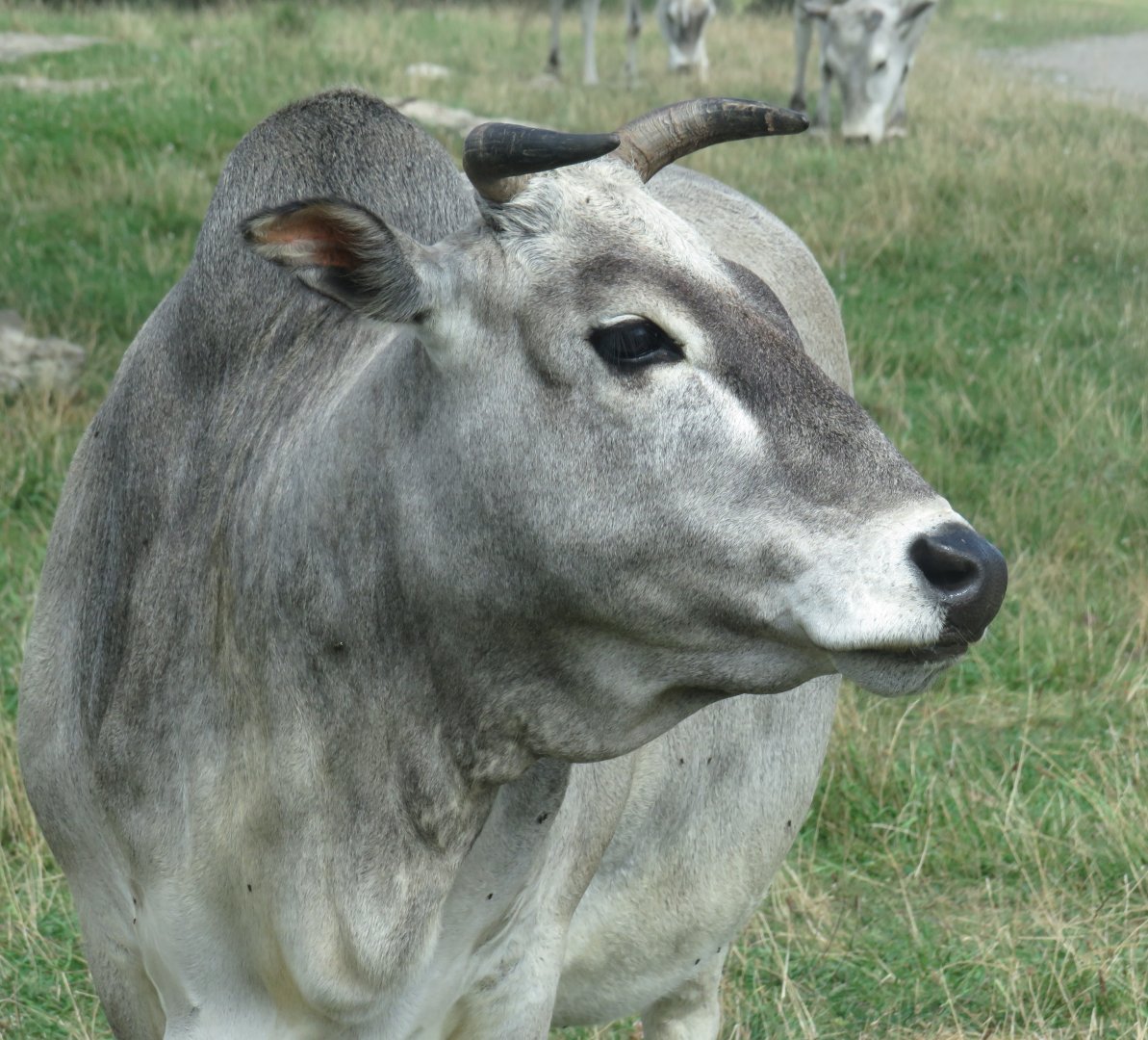 Miniature zebu