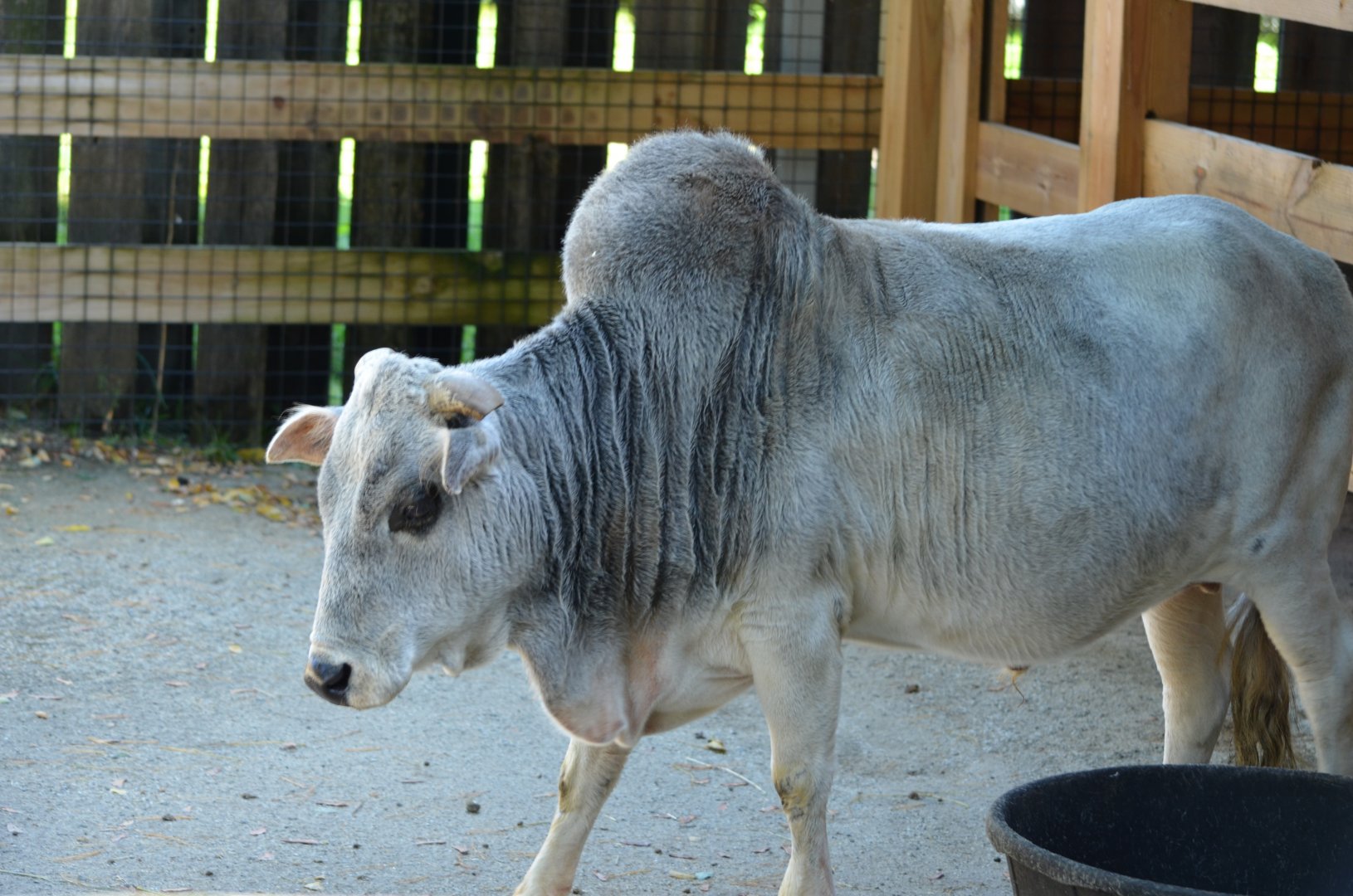 Miniature Zebu