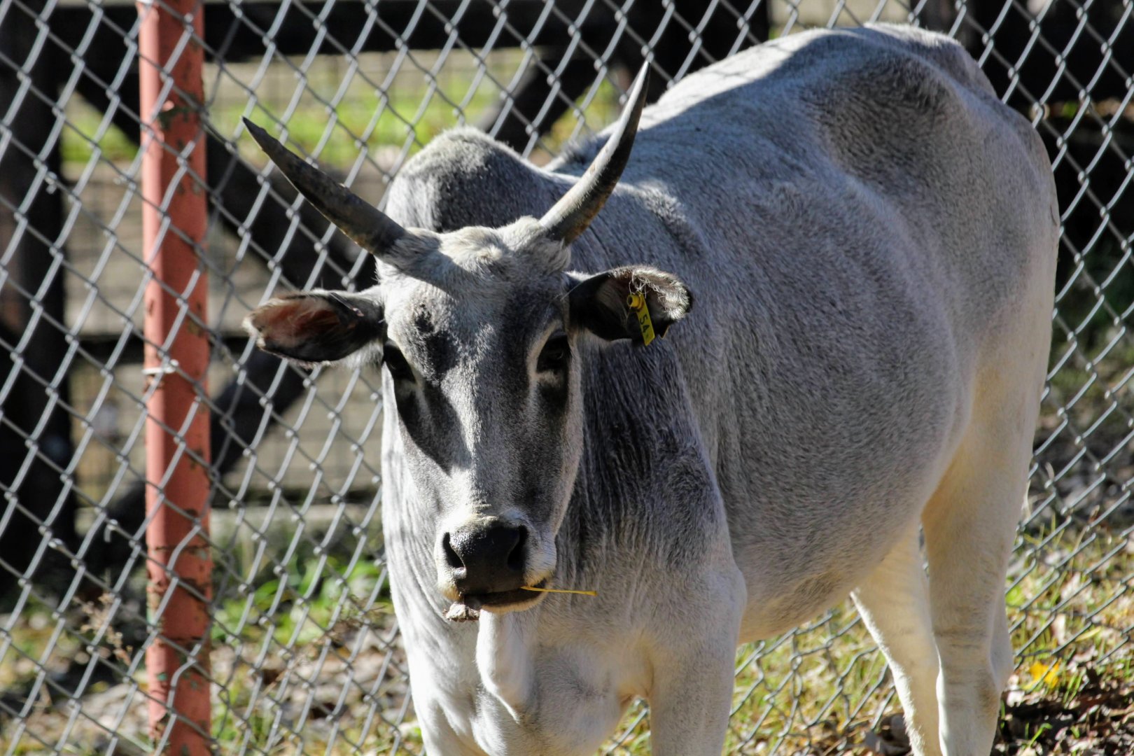 Miniature Zebu