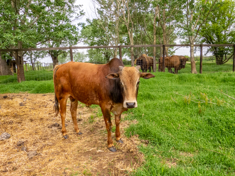 Miniature Zebu