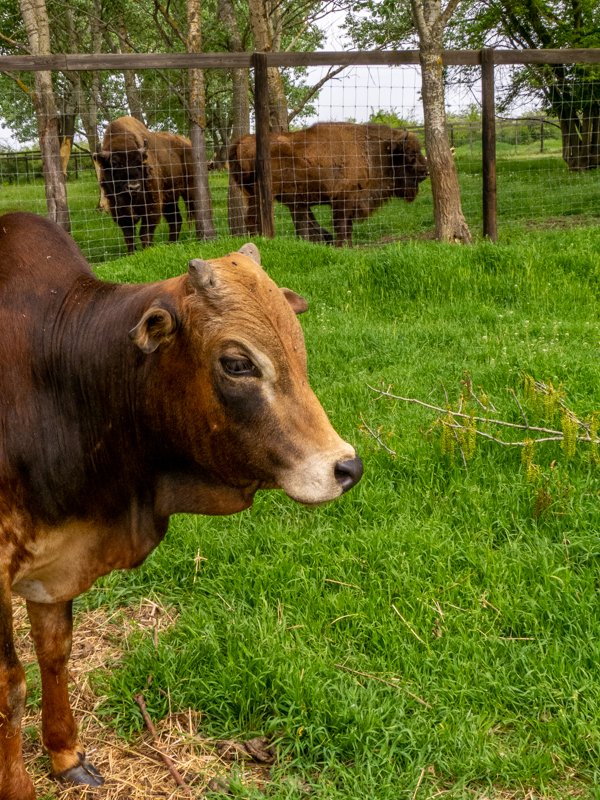 Miniature Zebu