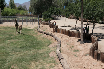 minimal giraffe barrier