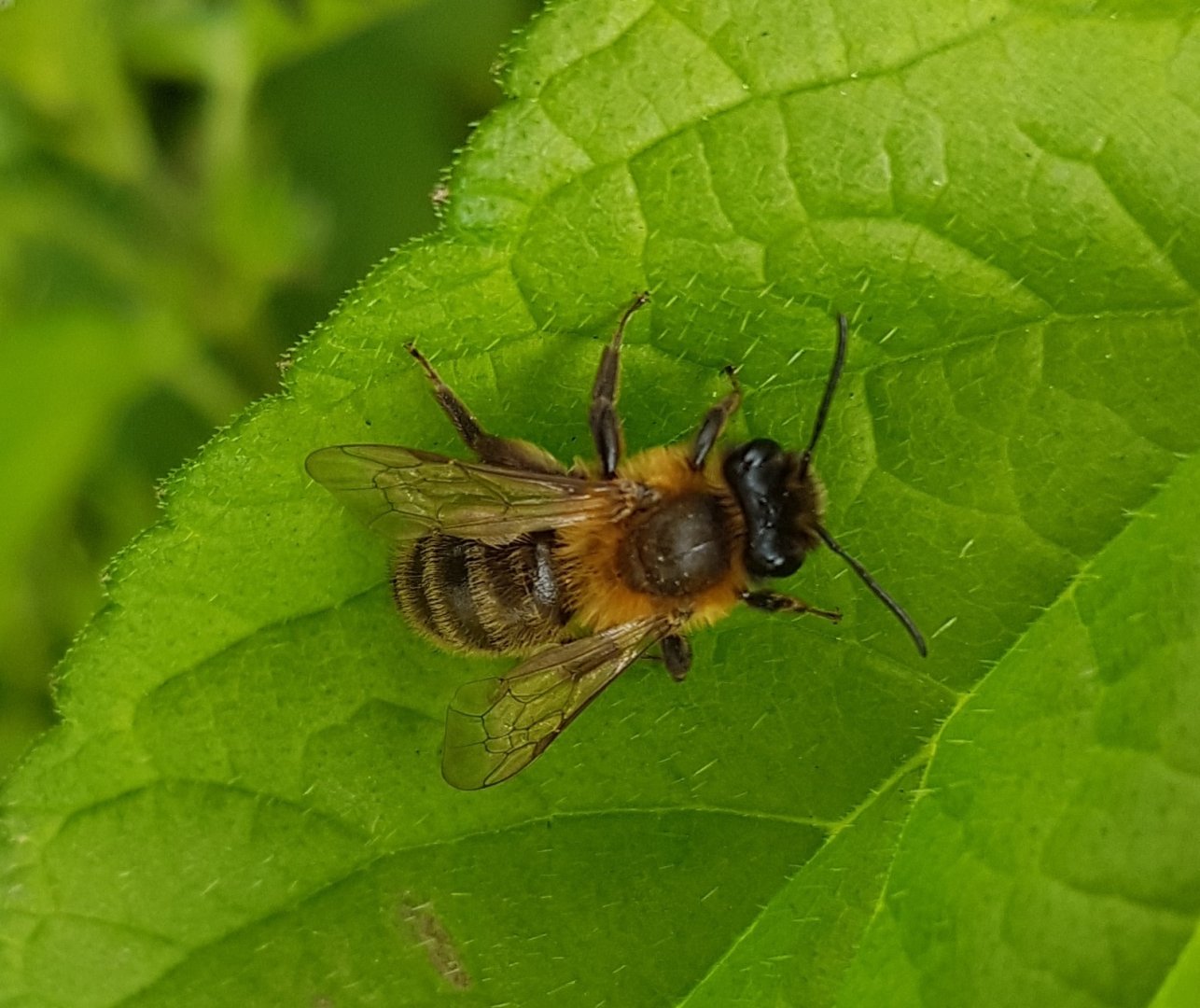 Mining bee - Andrena species