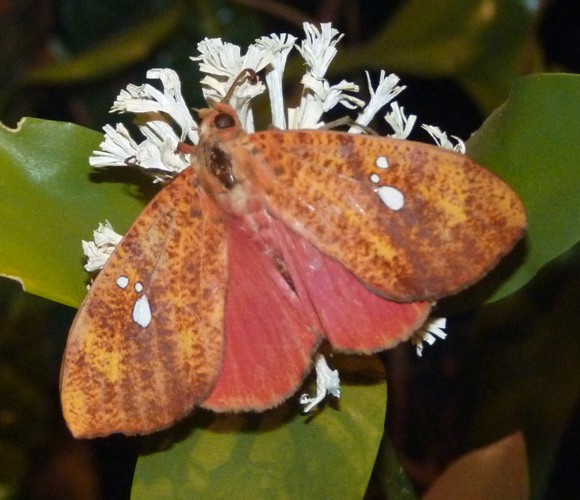 Miniodes discolor (preserved)