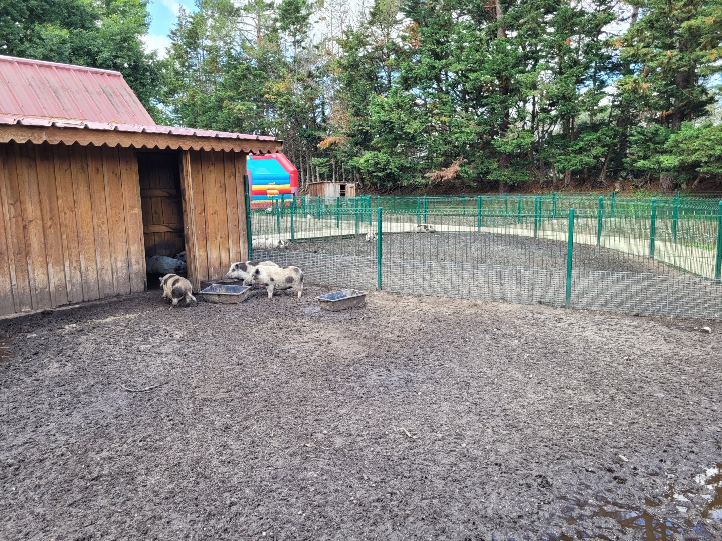 Minipig exhibit -Zoo du bassin d'Arcachon (2024)