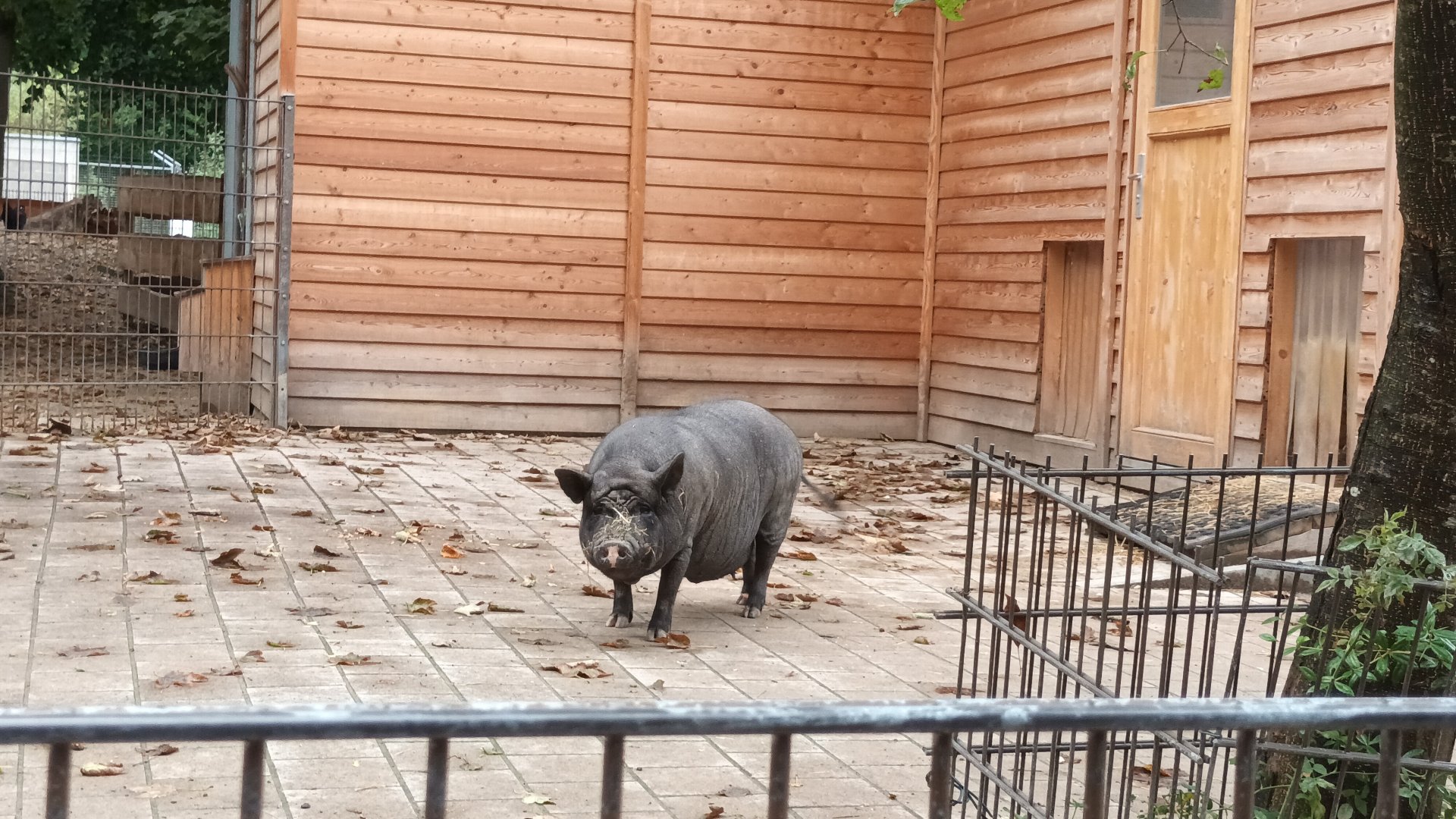Minipig