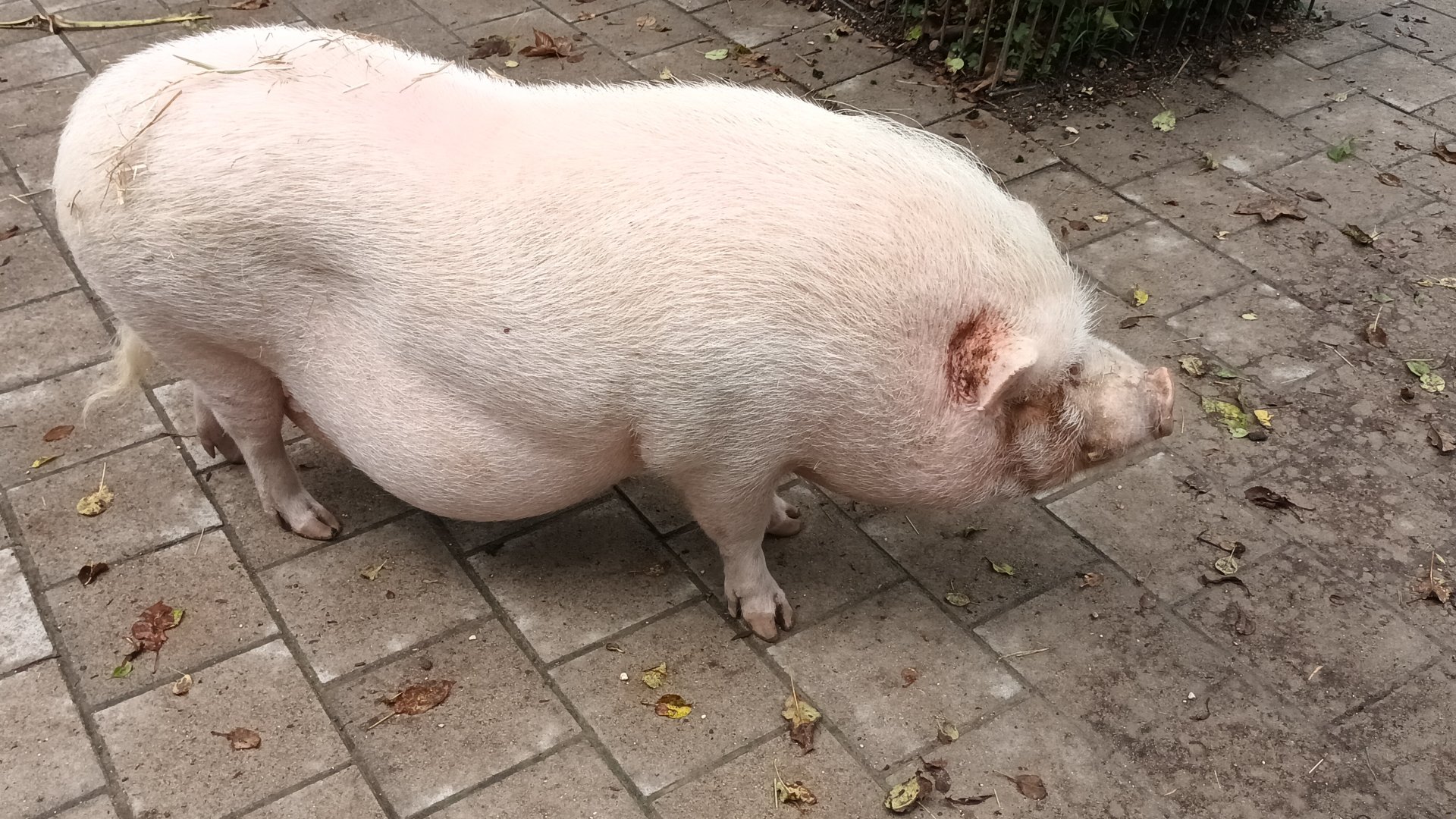 Minipig