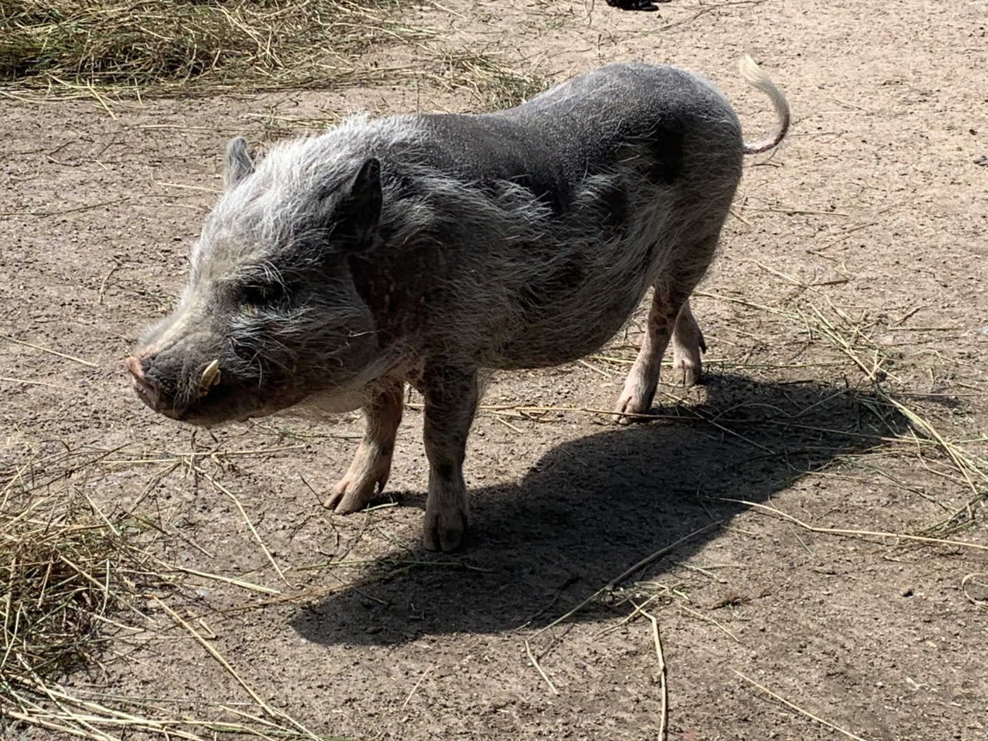 Minipig