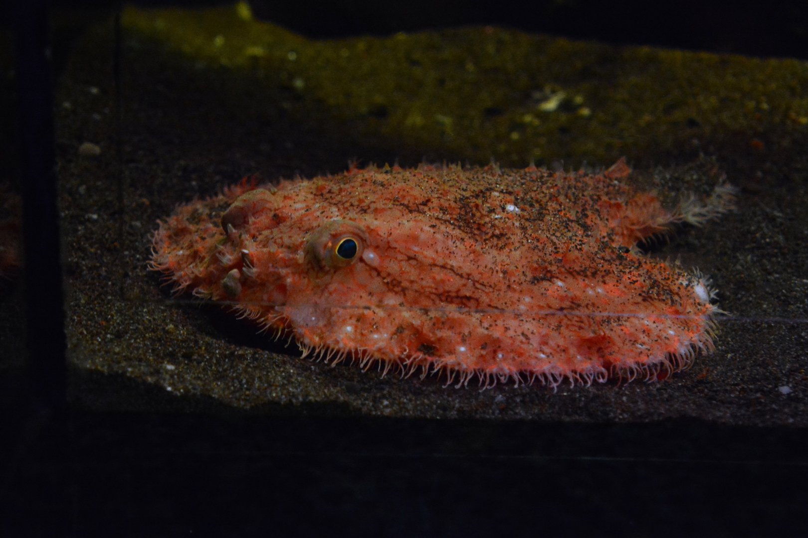Minipizza batfish (Halieutaea stellata)