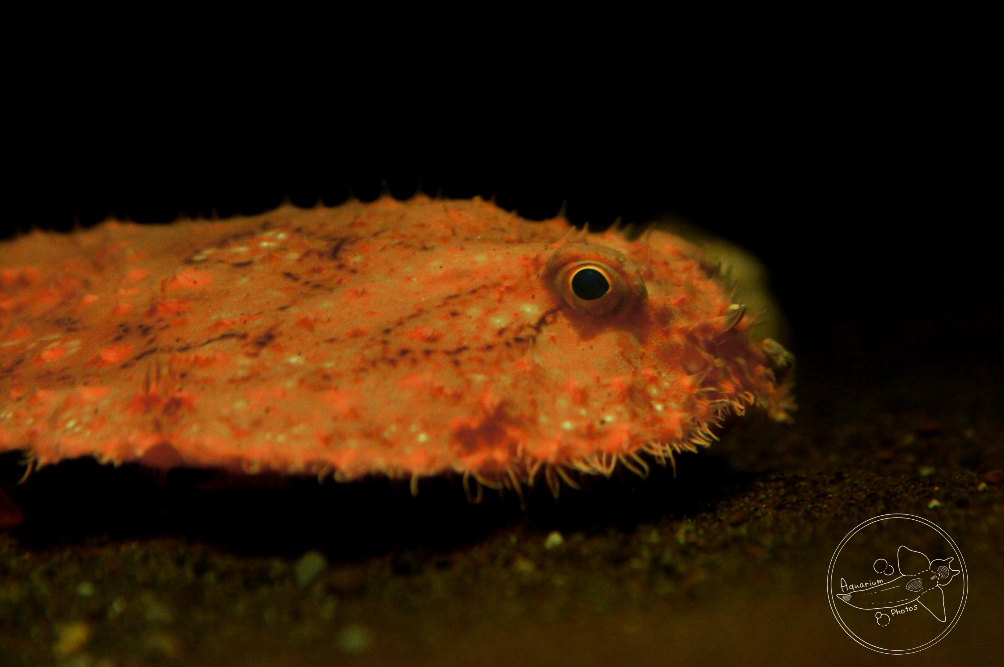 Minipizza Batfish (Halieutaea stellata)