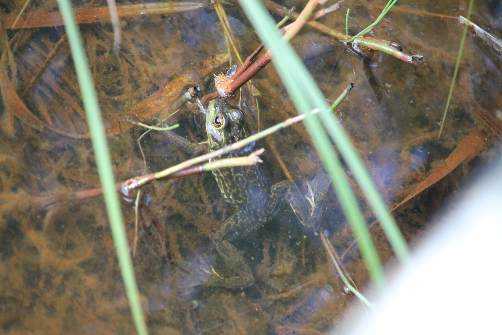 Mink Frog (Lithobates septentrionalis)