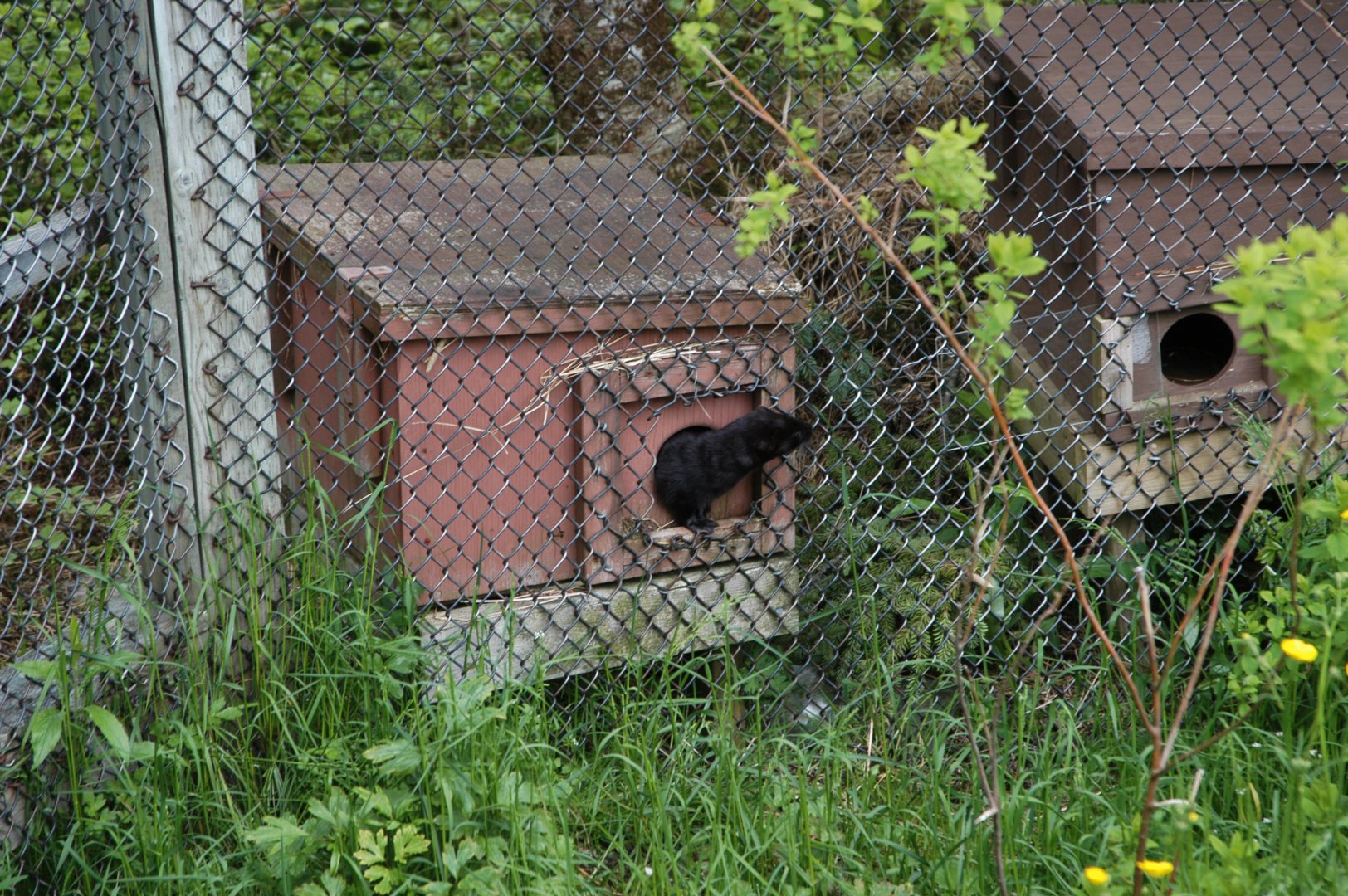Mink nest boxes