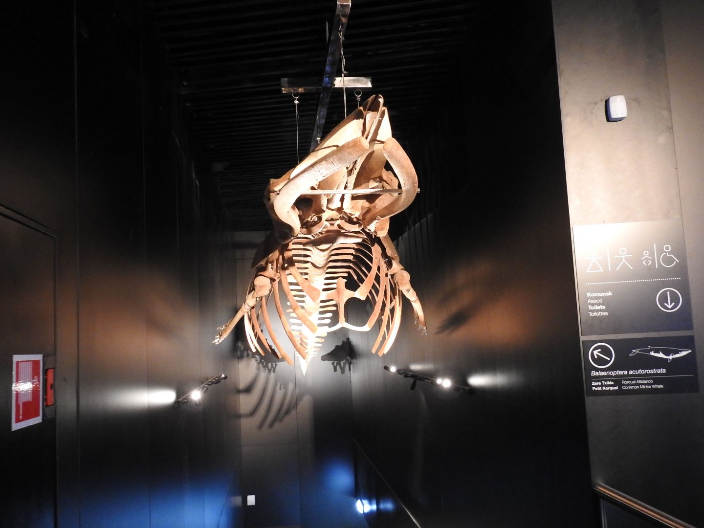 Minke Whale skeleton