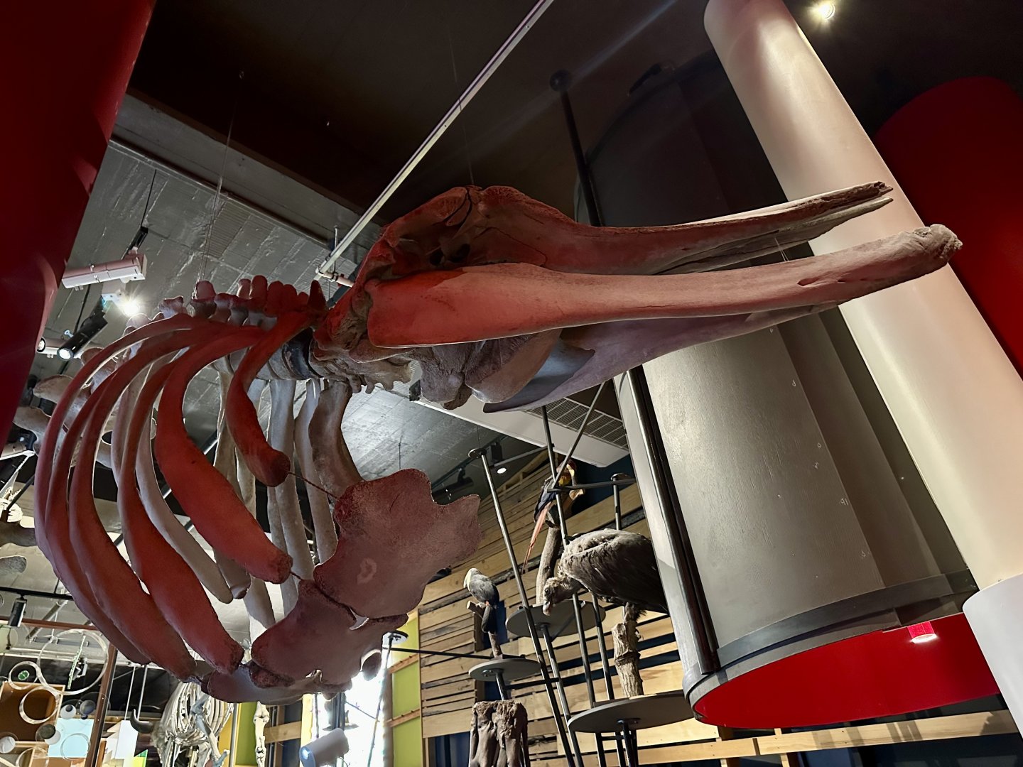 Minke Whale (Skeleton)