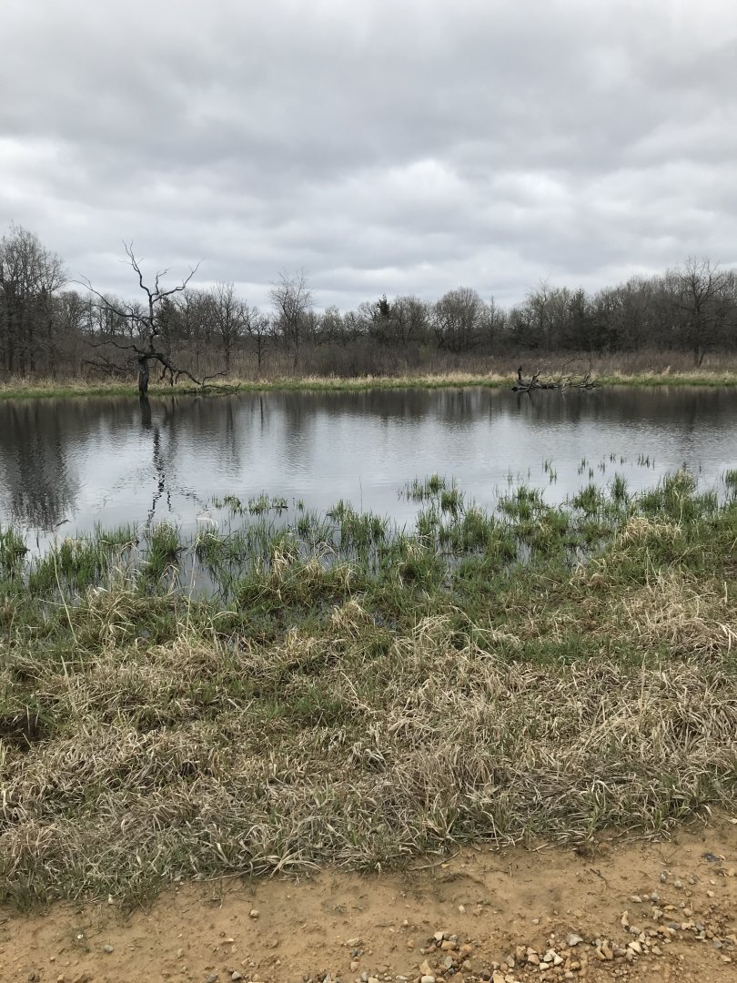 Minneopa State Park-American Plains Bison Exhibit