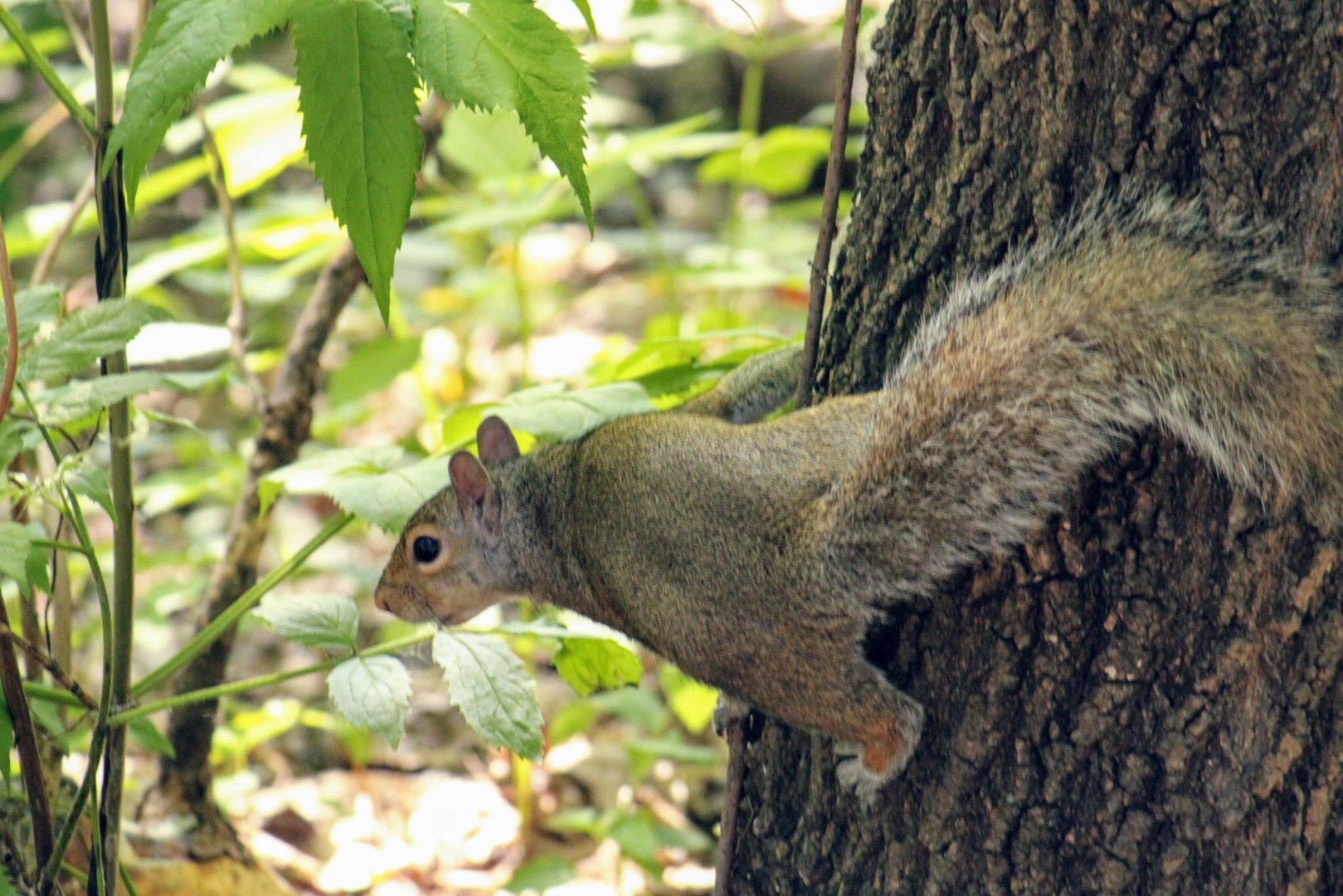 Minnesota Gray Squirrel