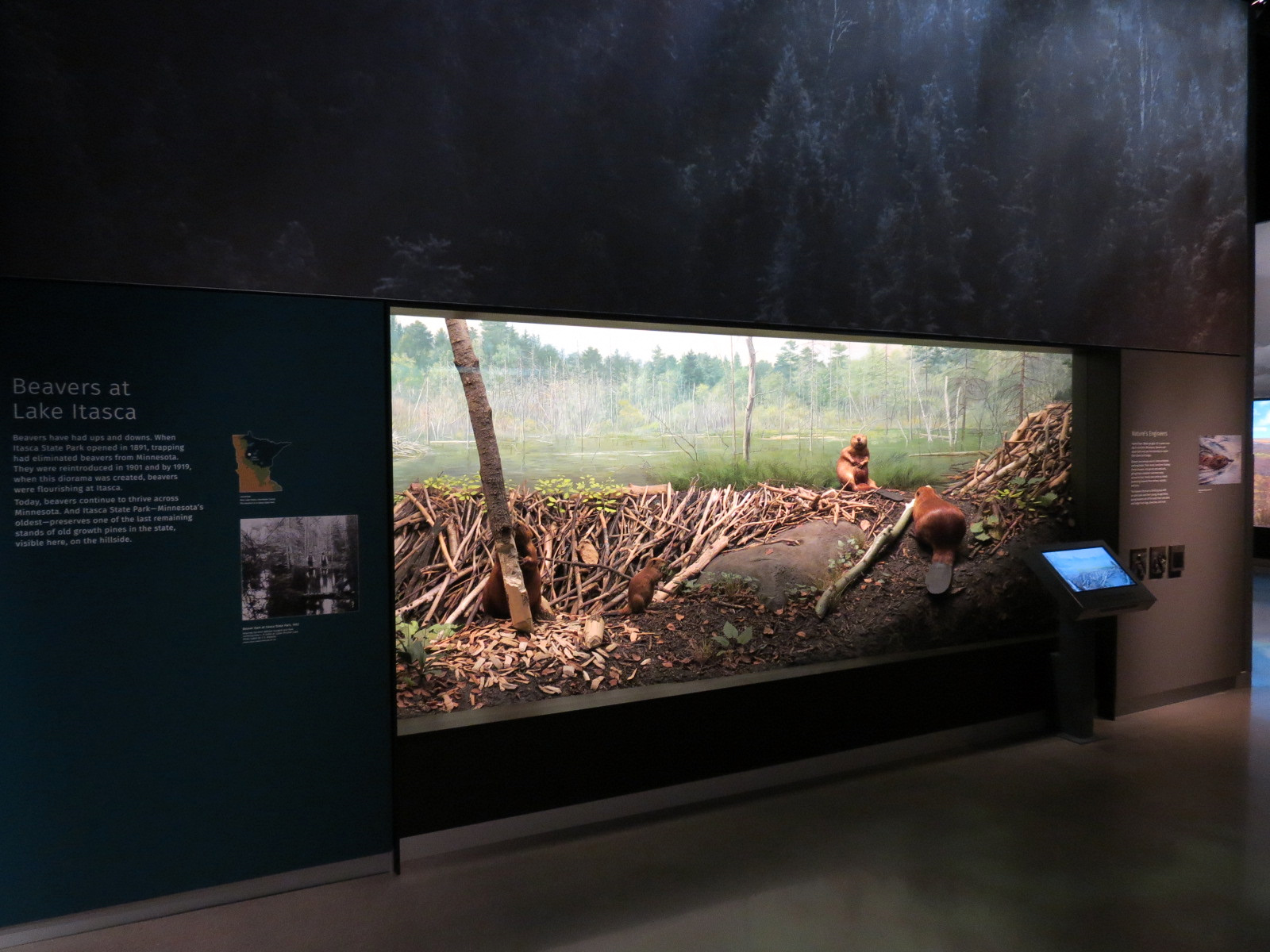Minnesota Journeys - Web of Life - Beavers at Lake Itasca Diorama