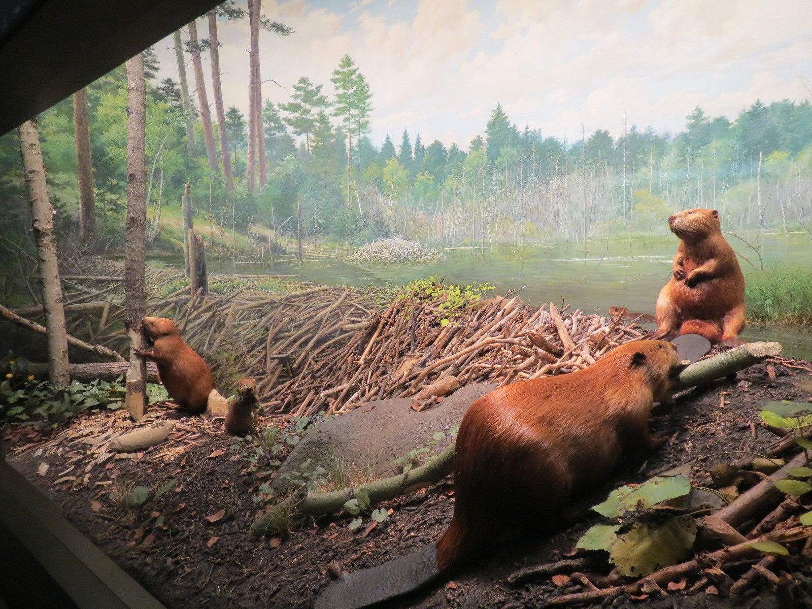 Minnesota Journeys - Web of Life - Beavers at Lake Itasca Diorama