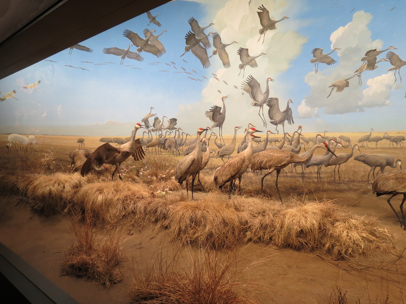 Minnesota Journeys - Web of Life - Cranes in the Red River Valley Diorama