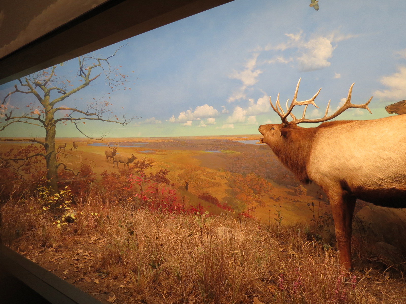 Minnesota Journeys - Web of Life - Elk at Inspiration Peak Diorama