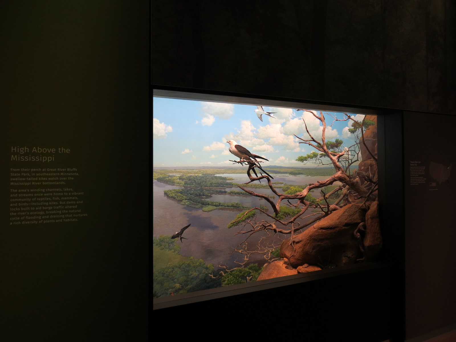 Minnesota Journeys - Web of Life - High Above The Mississippi Diorama