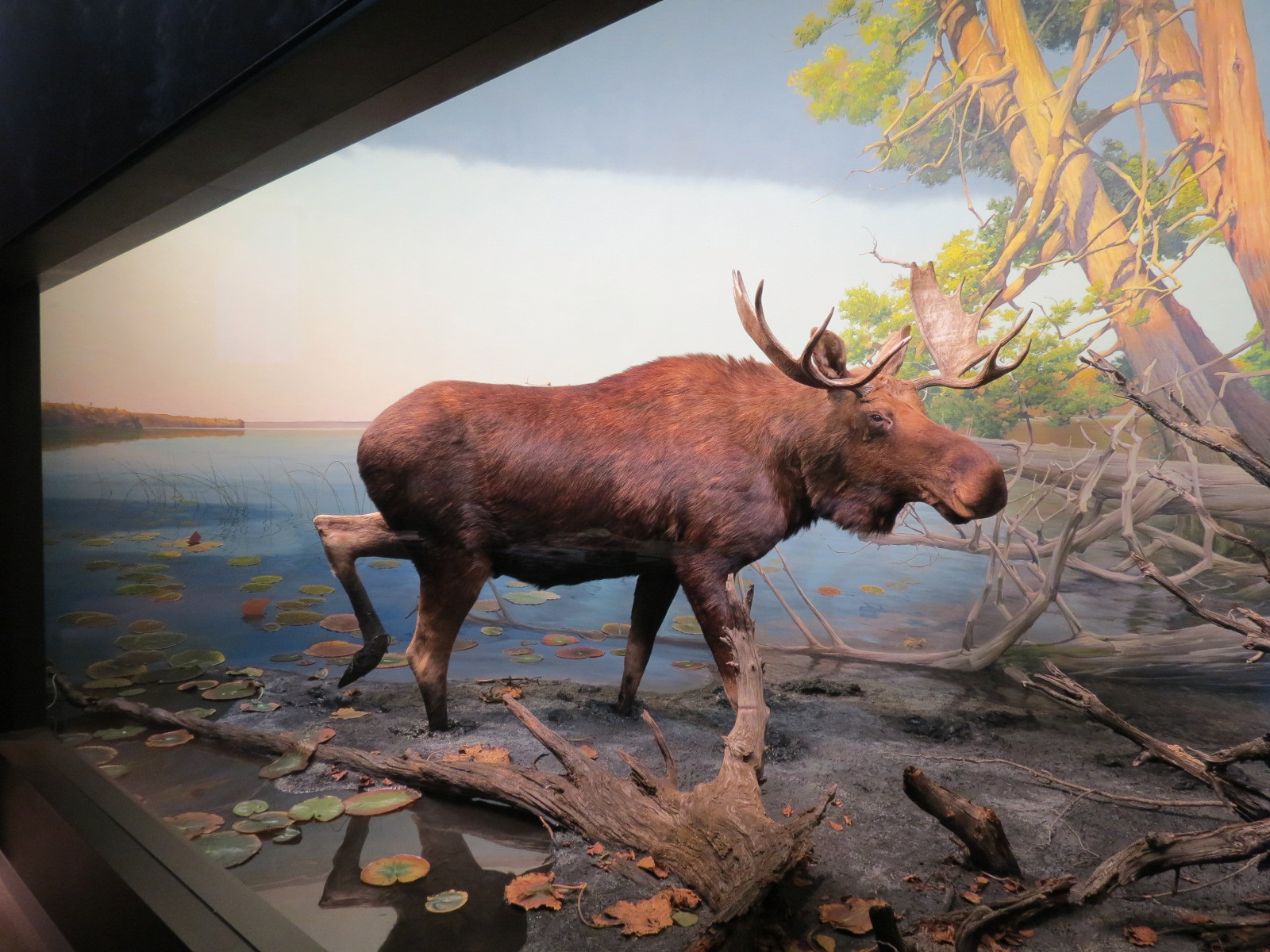 Minnesota Journeys - Web of Life - Moose at Gunflint Lake Diorama