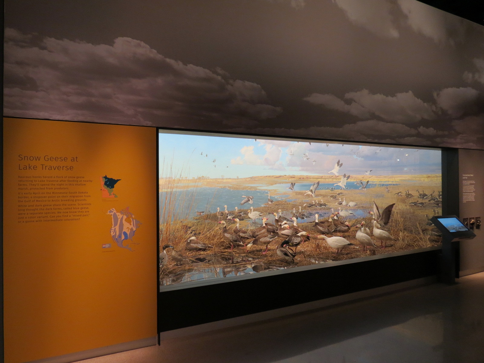 Minnesota Journeys - Web of Life - Snow Geese at Lake Traverse Diorama