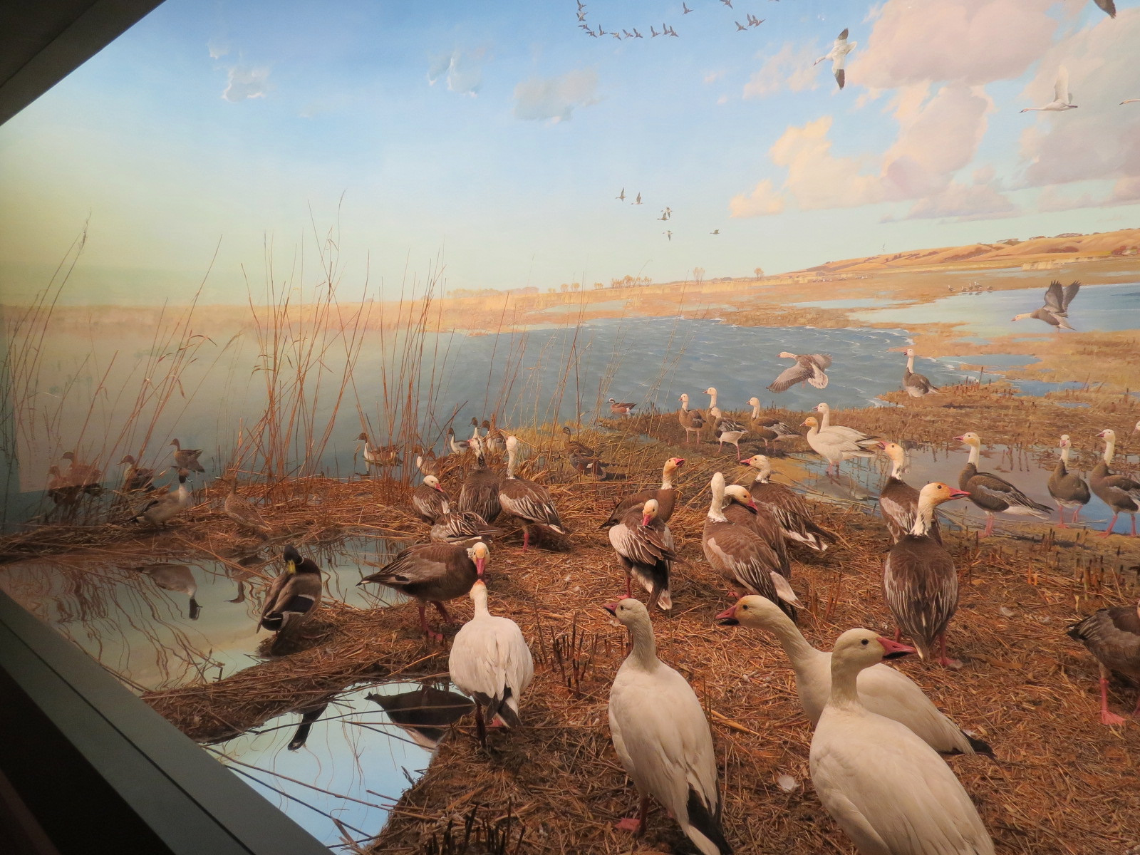 Minnesota Journeys - Web of Life - Snow Geese at Lake Traverse Diorama