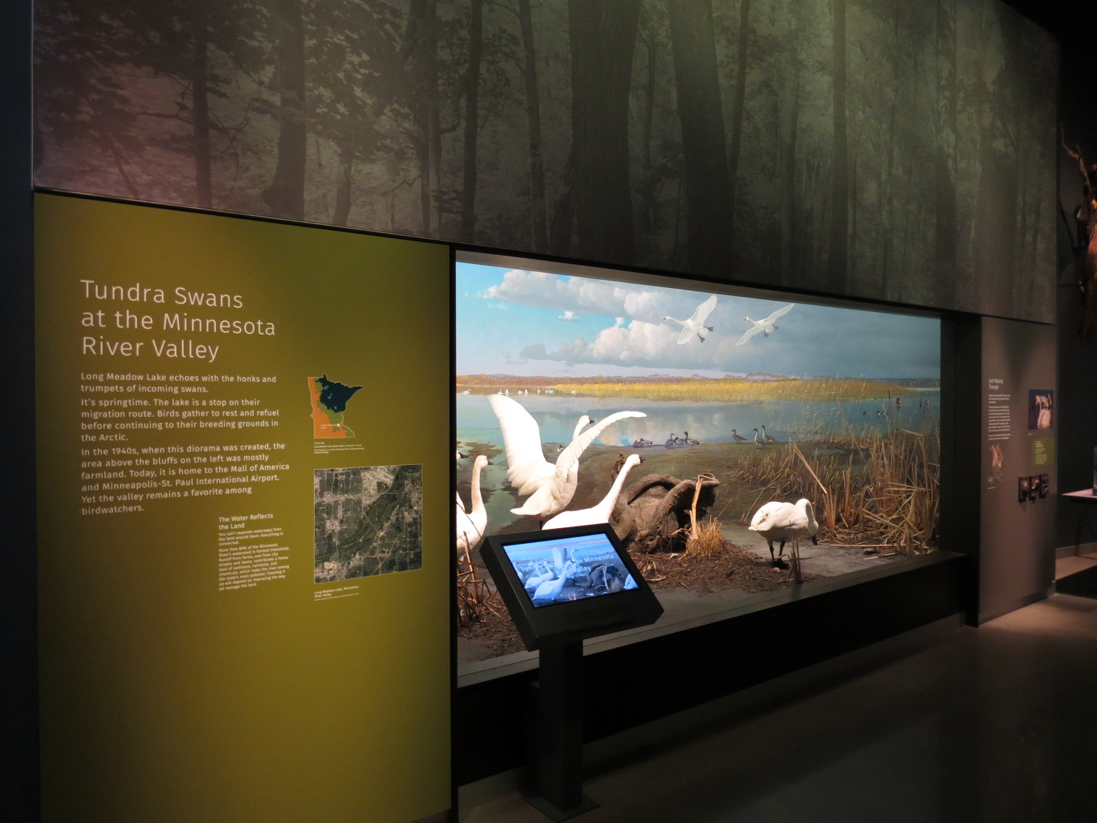Minnesota Journeys - Web of Life - Tundra Swans at the Minnesota River Valley Diorama