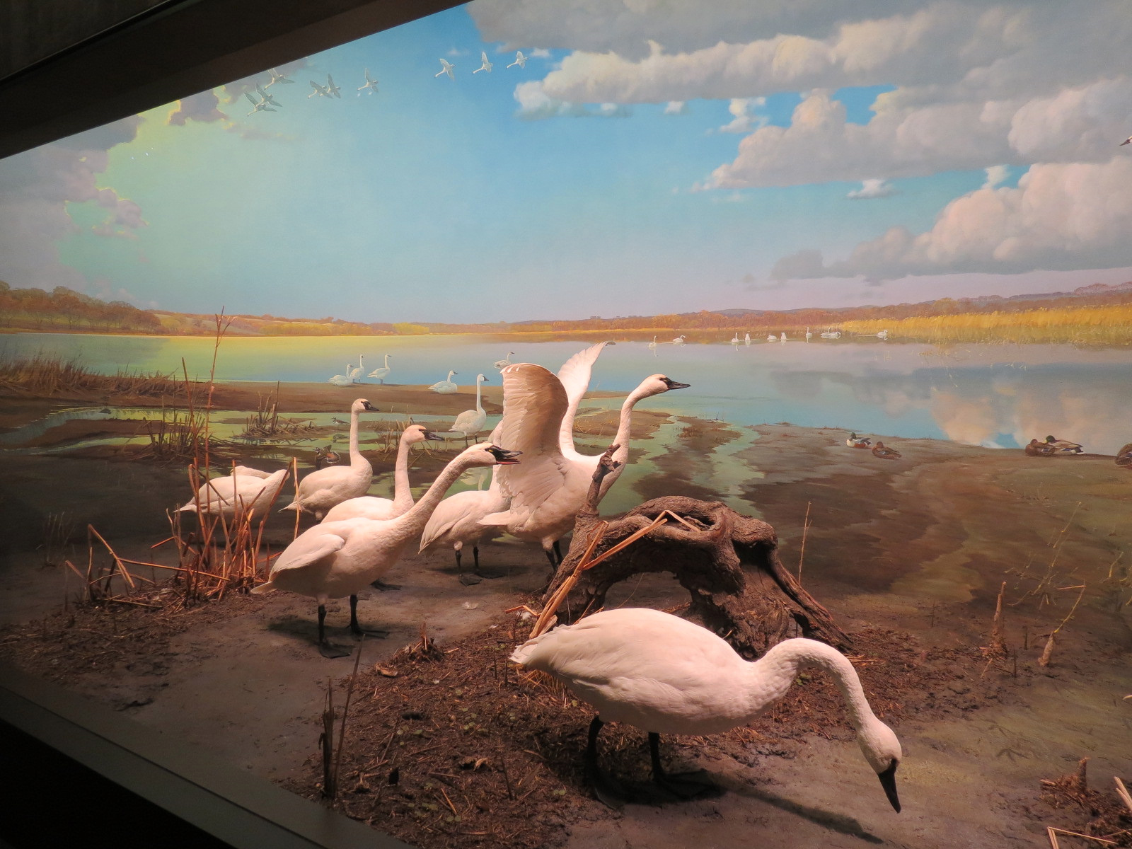 Minnesota Journeys - Web of Life - Tundra Swans at the Minnesota River Valley Diorama
