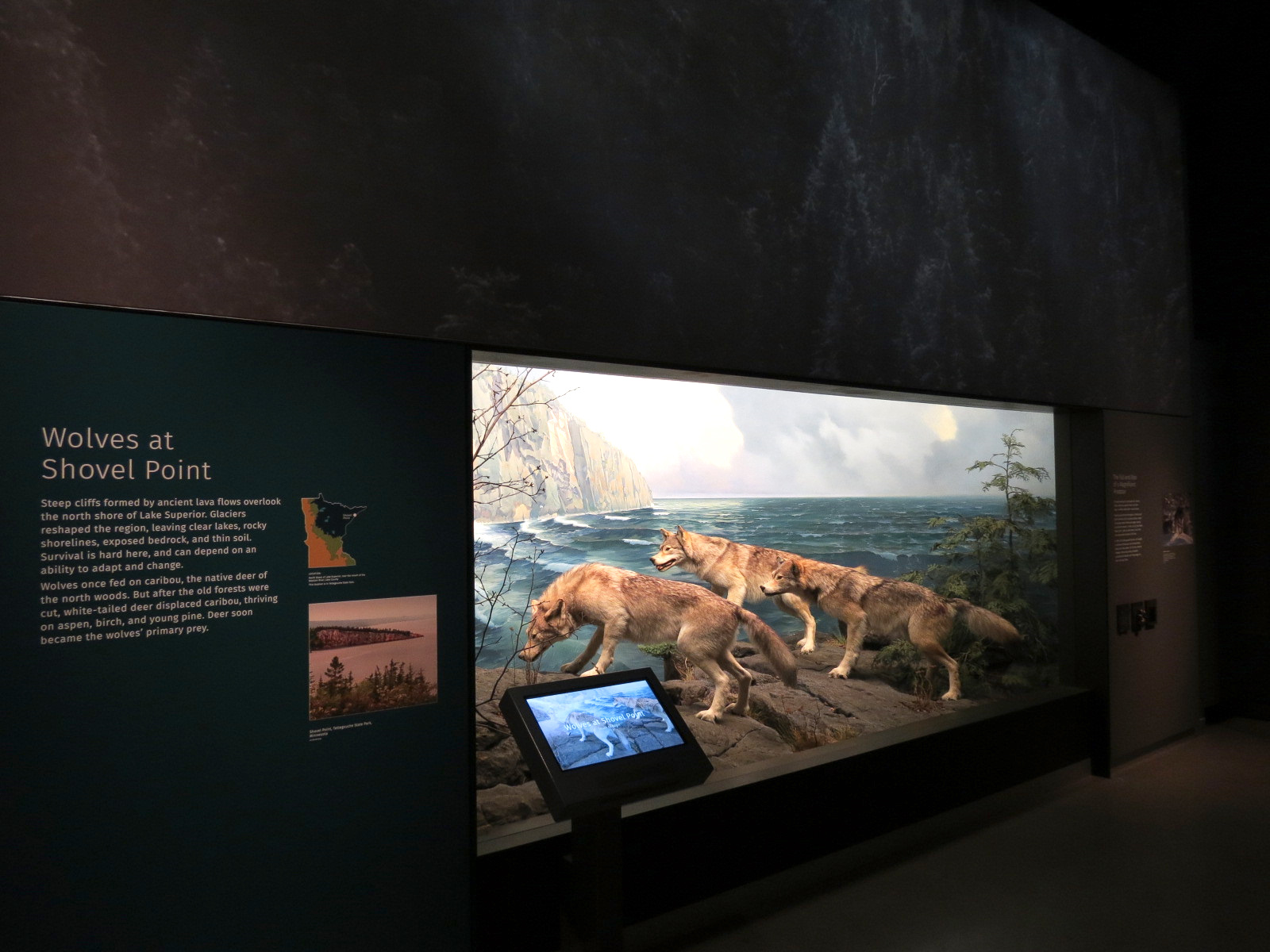 Minnesota Journeys - Web of Life - Wolves at Shovel Point Diorama