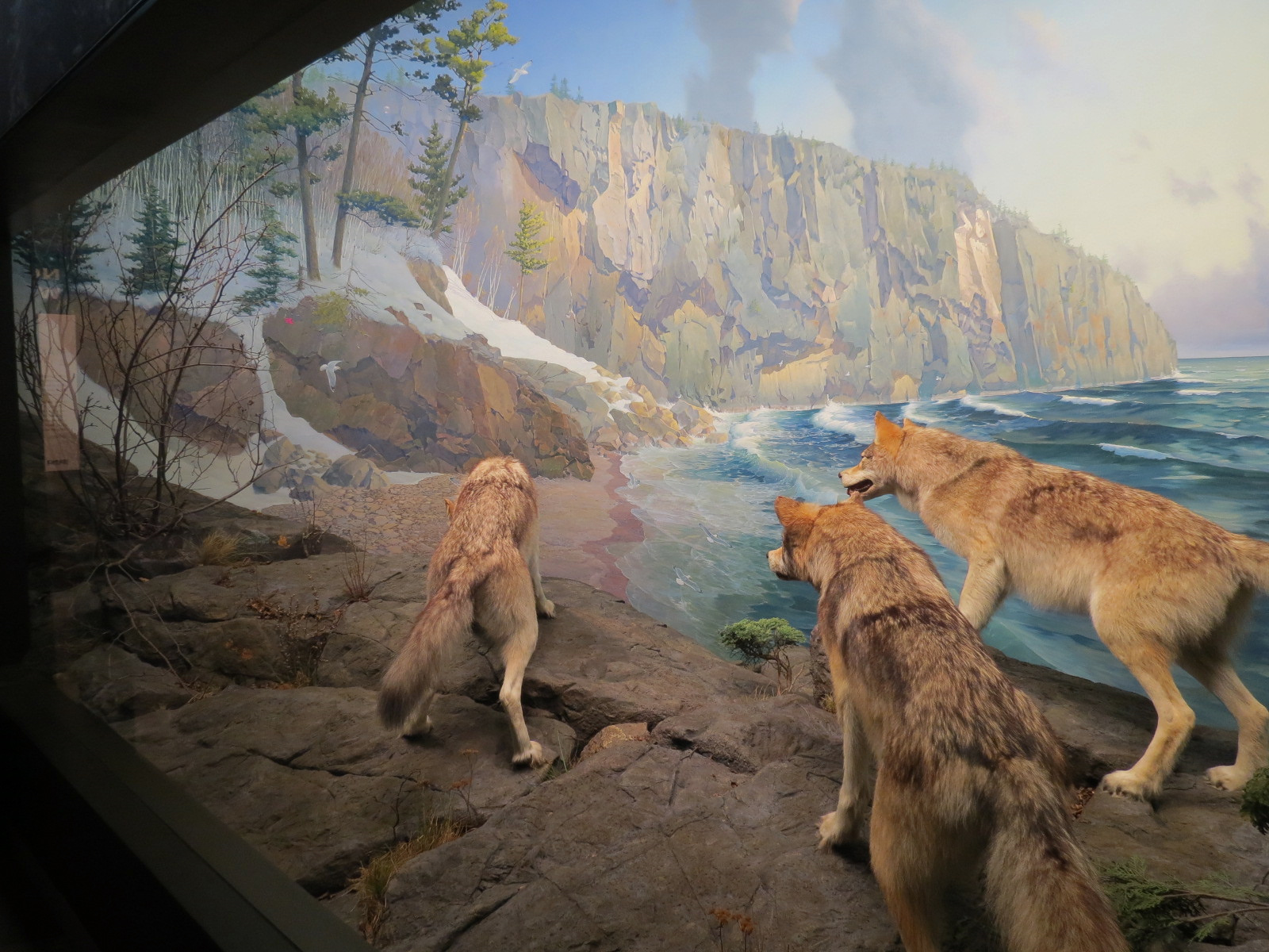 Minnesota Journeys - Web of Life - Wolves at Shovel Point Diorama