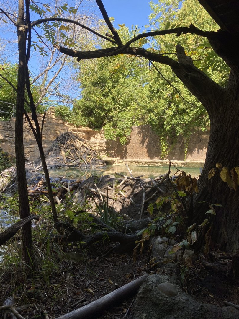 Minnesota trail- American beaver exhibit