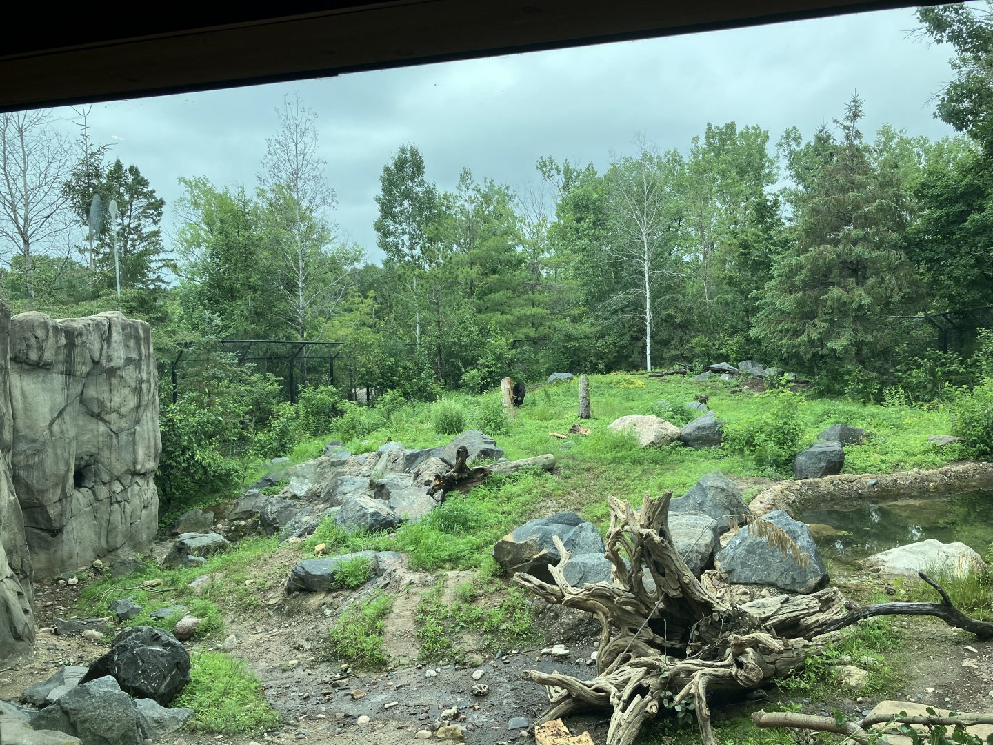 Minnesota Trail - American Black Bear Exhibit