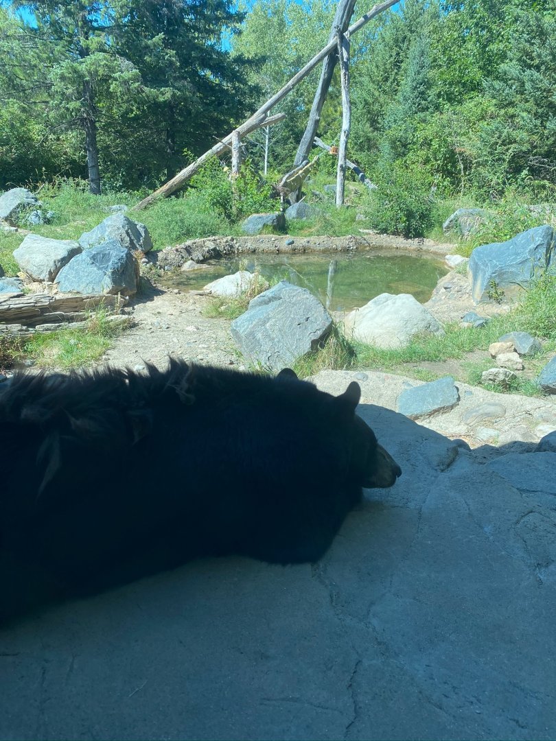 Minnesota trail- American black bear & it’s exhibit