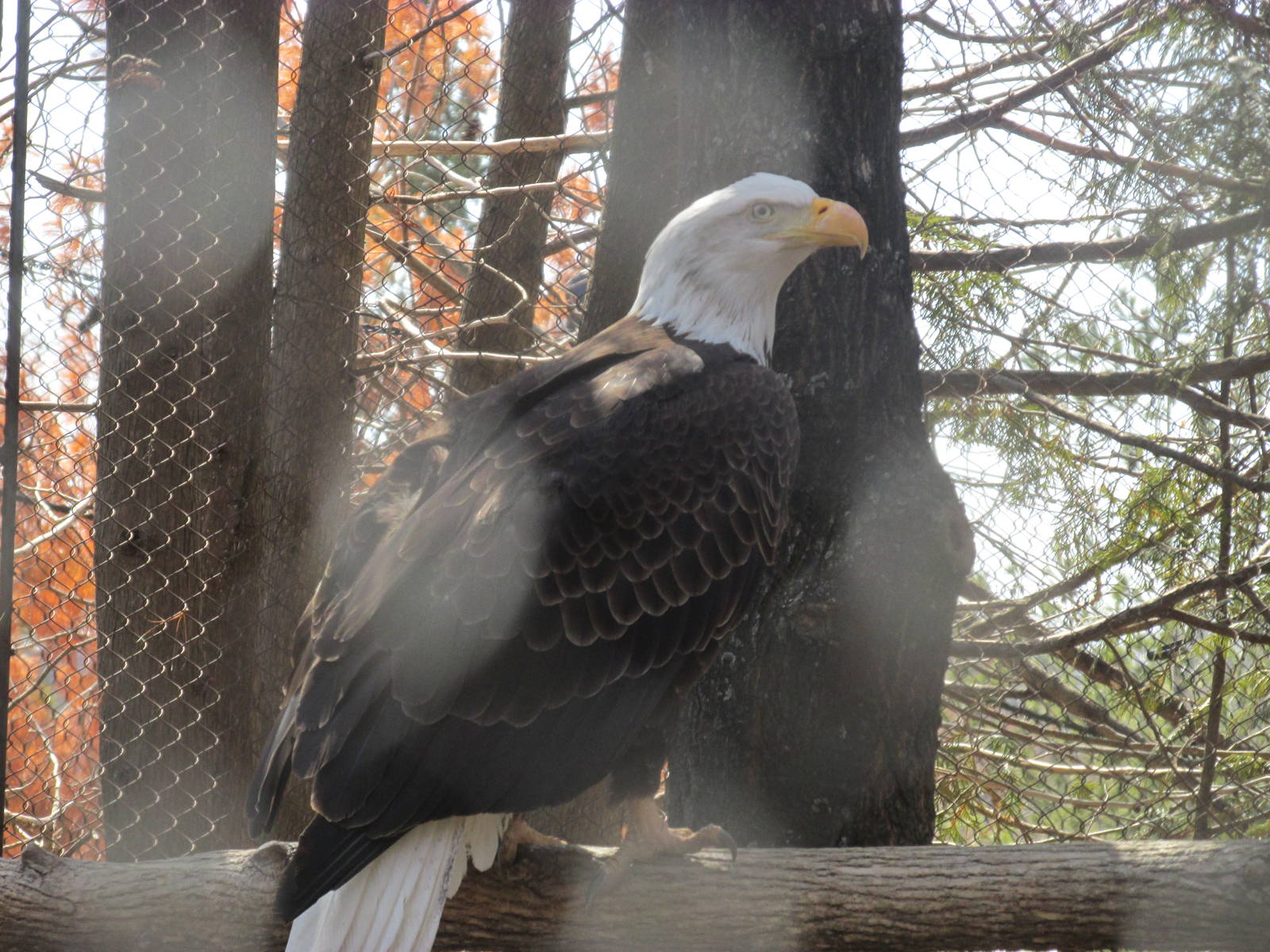 Minnesota Trail American Eagle