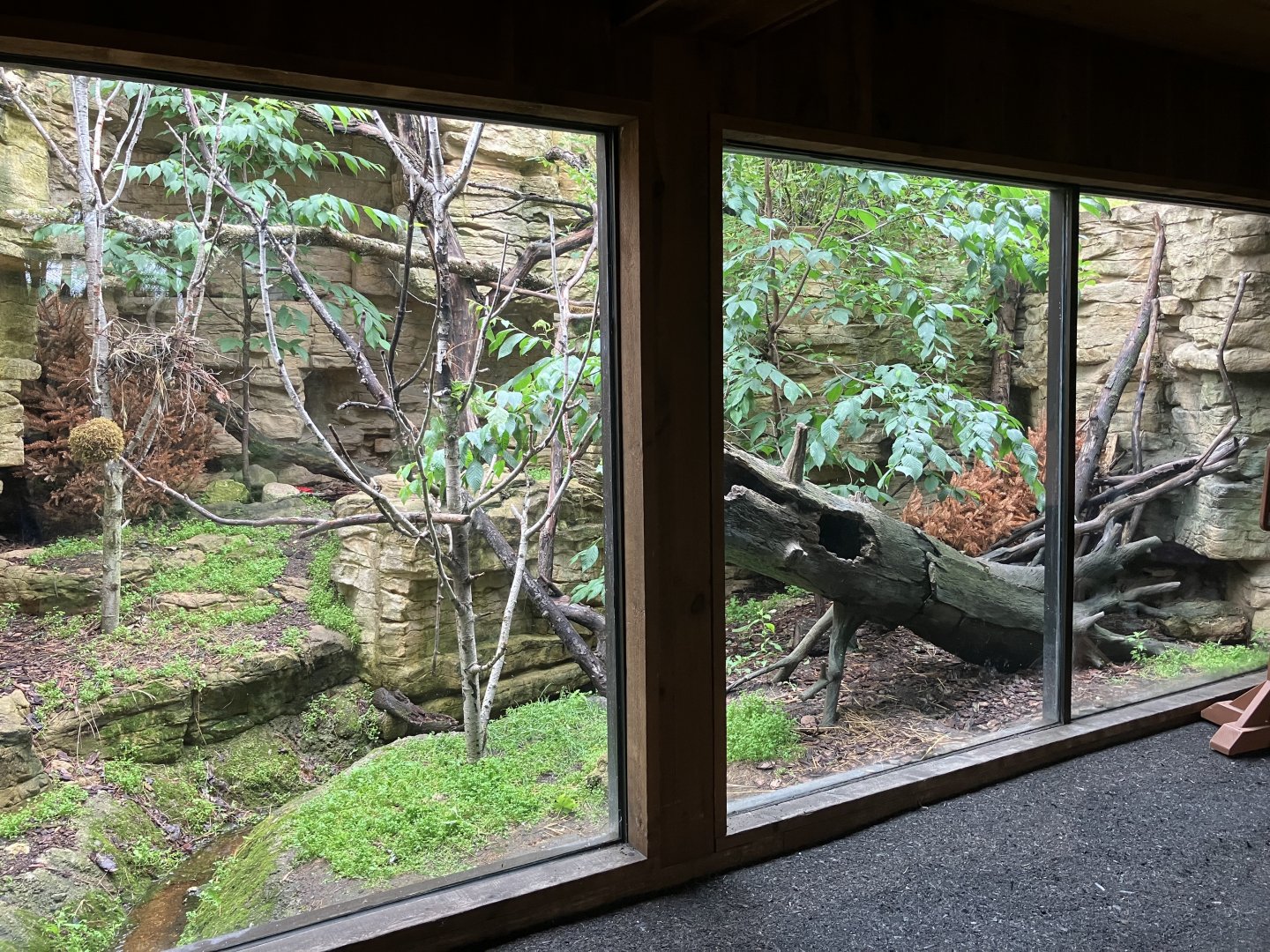 Minnesota Trail - American Marten Exhibit