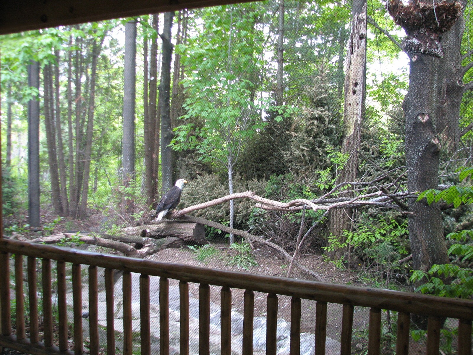 Minnesota Trail - Bald Eagle Exhibit