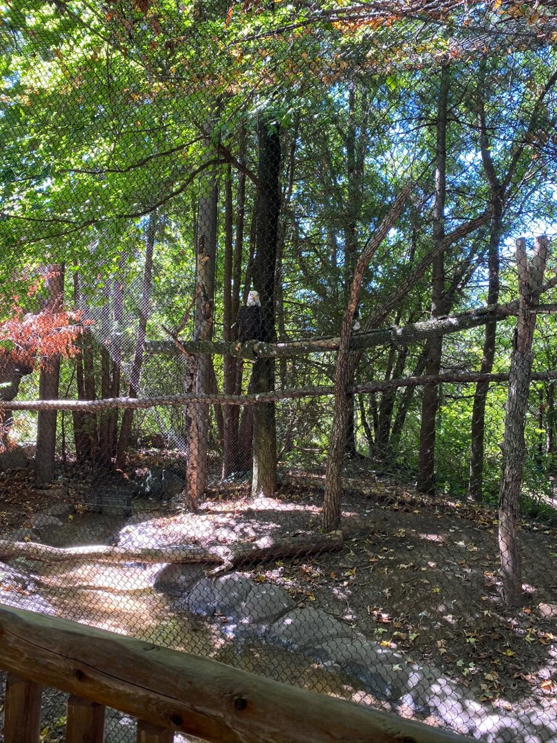 Minnesota trail- bald eagle