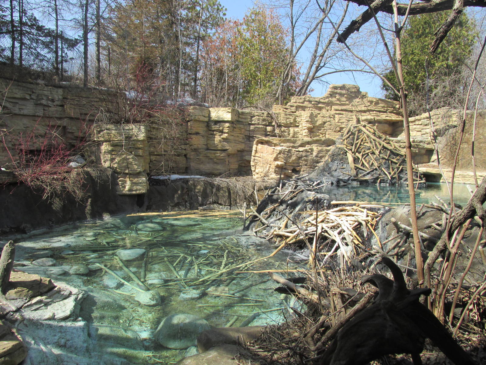 Minnesota Trail Beaver Exhibit
